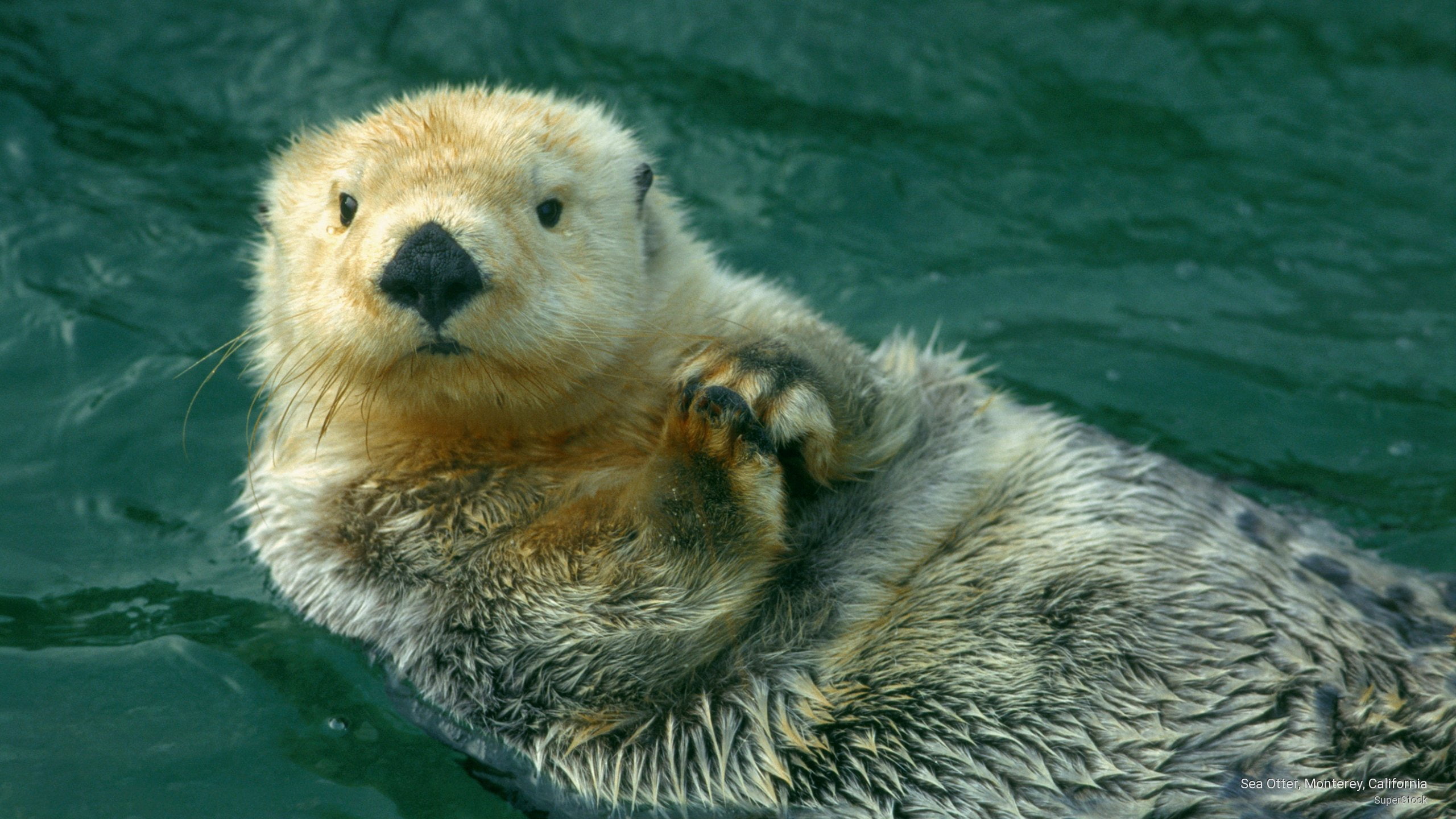 2K, monterey, otter, california, Animals, sea, HD Wallpaper