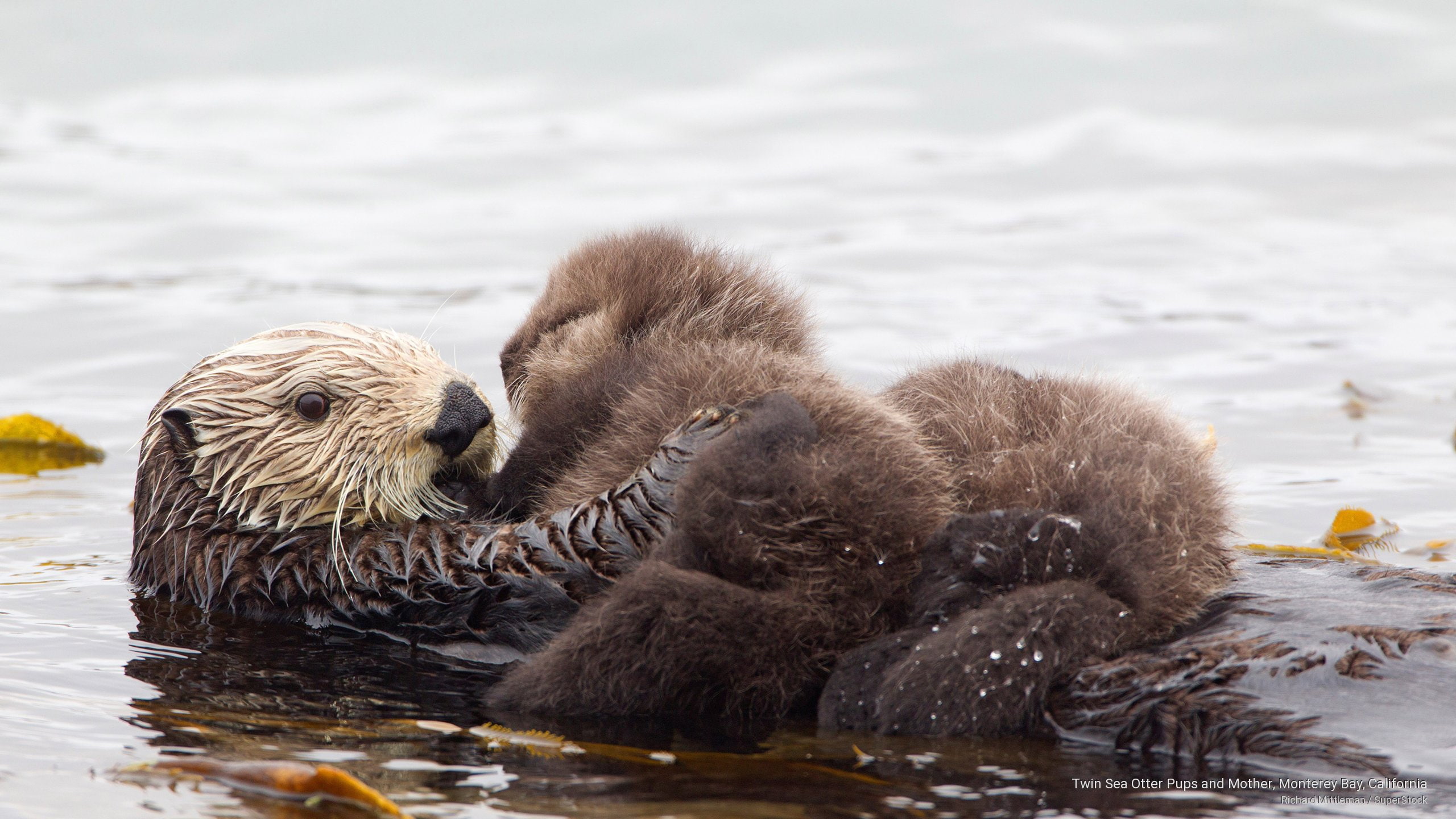 bay, pups, sea, otter, california, Animals, twin, monterey, mother, 2K, HD Wallpaper
