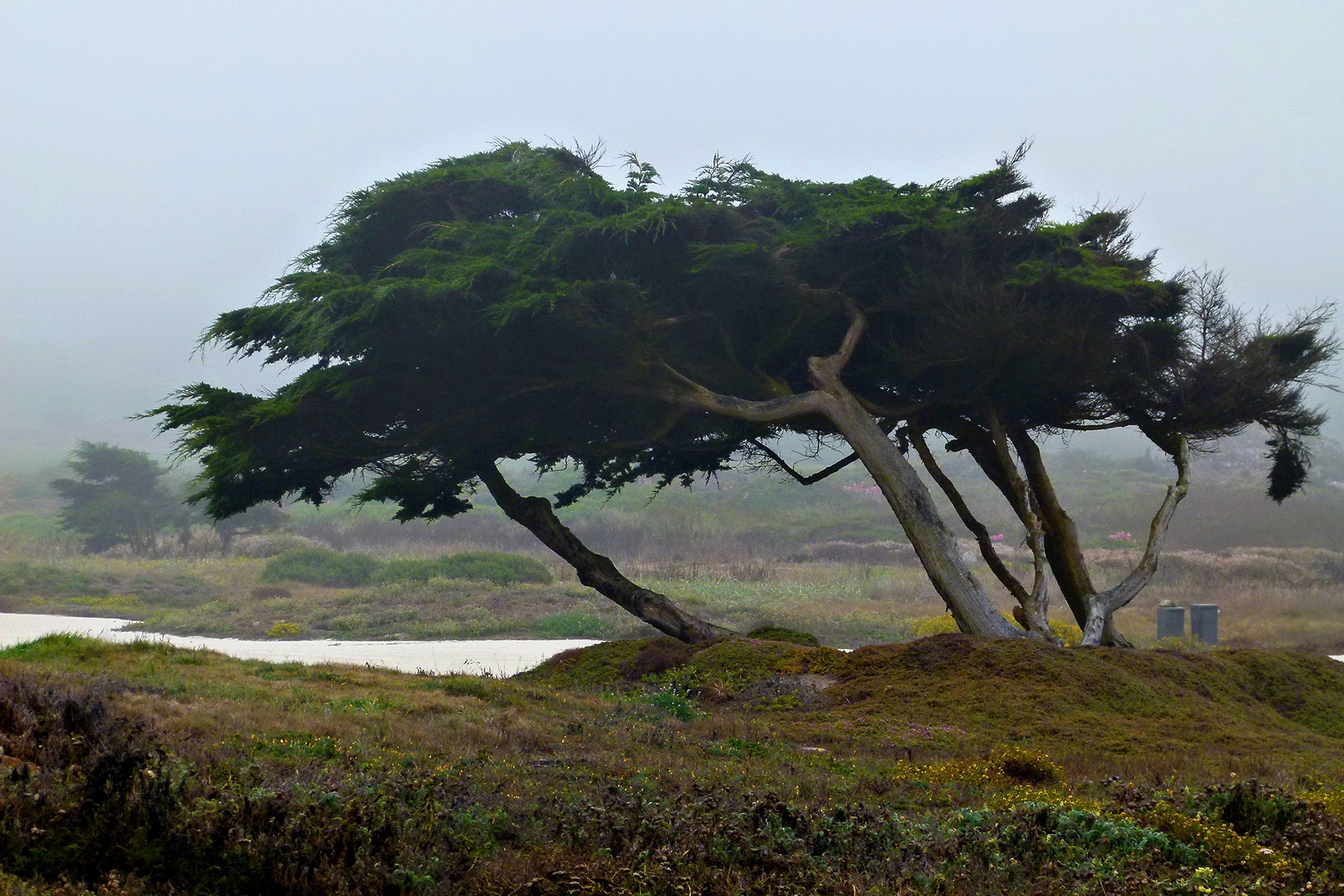 trees, california, tranquil scene, beauty in nature, non-urban scene, land, 720P, no people, plant, landscape, outdoors, tranquility, environment, tree, HD Wallpaper
