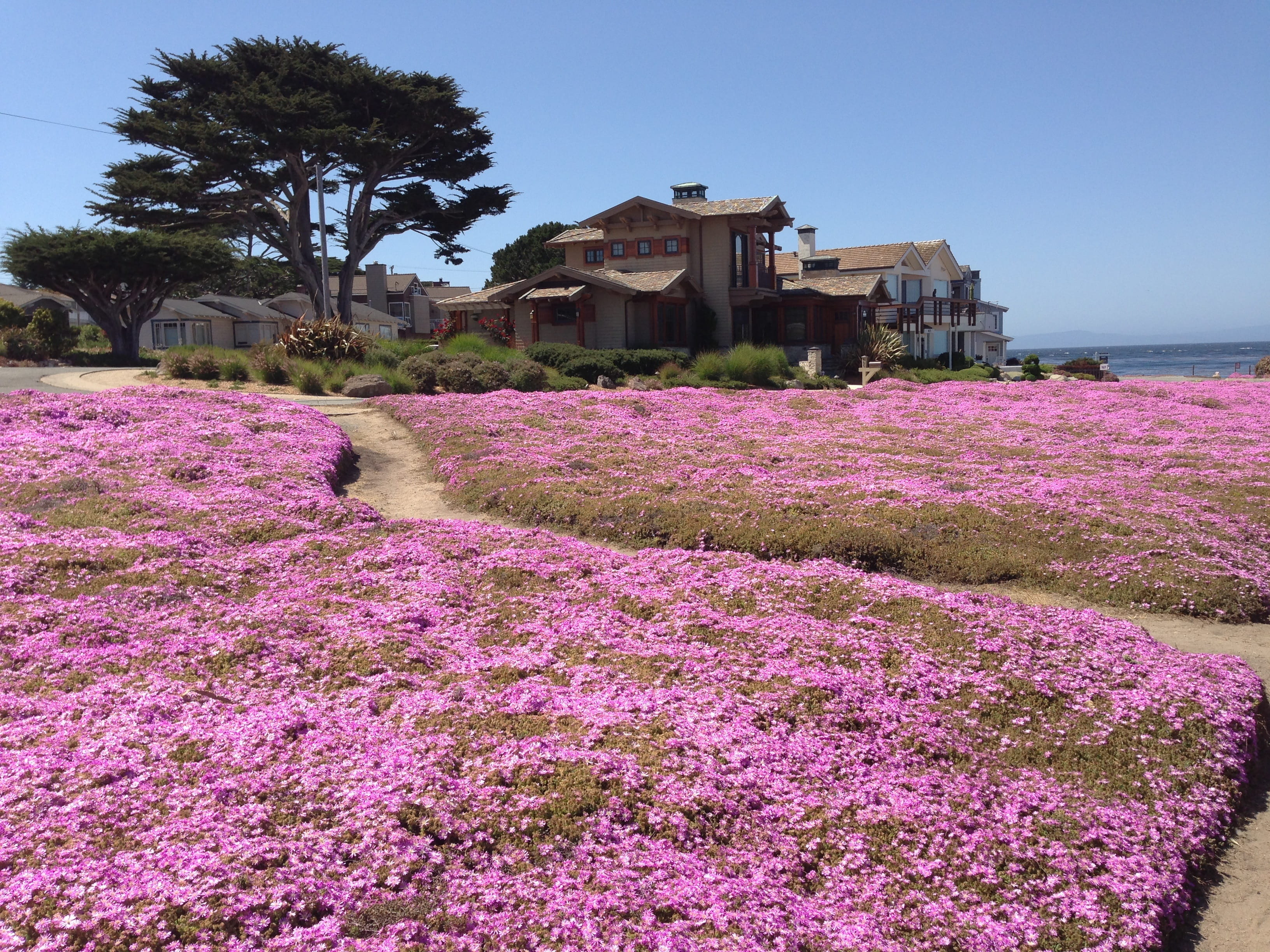 day, pacific, 2K, coast, magic carpet, tree, california, freshness, shore, plant, flowering plant, outdoors, travel, growth, peaceful, coastal, no people, HD Wallpaper