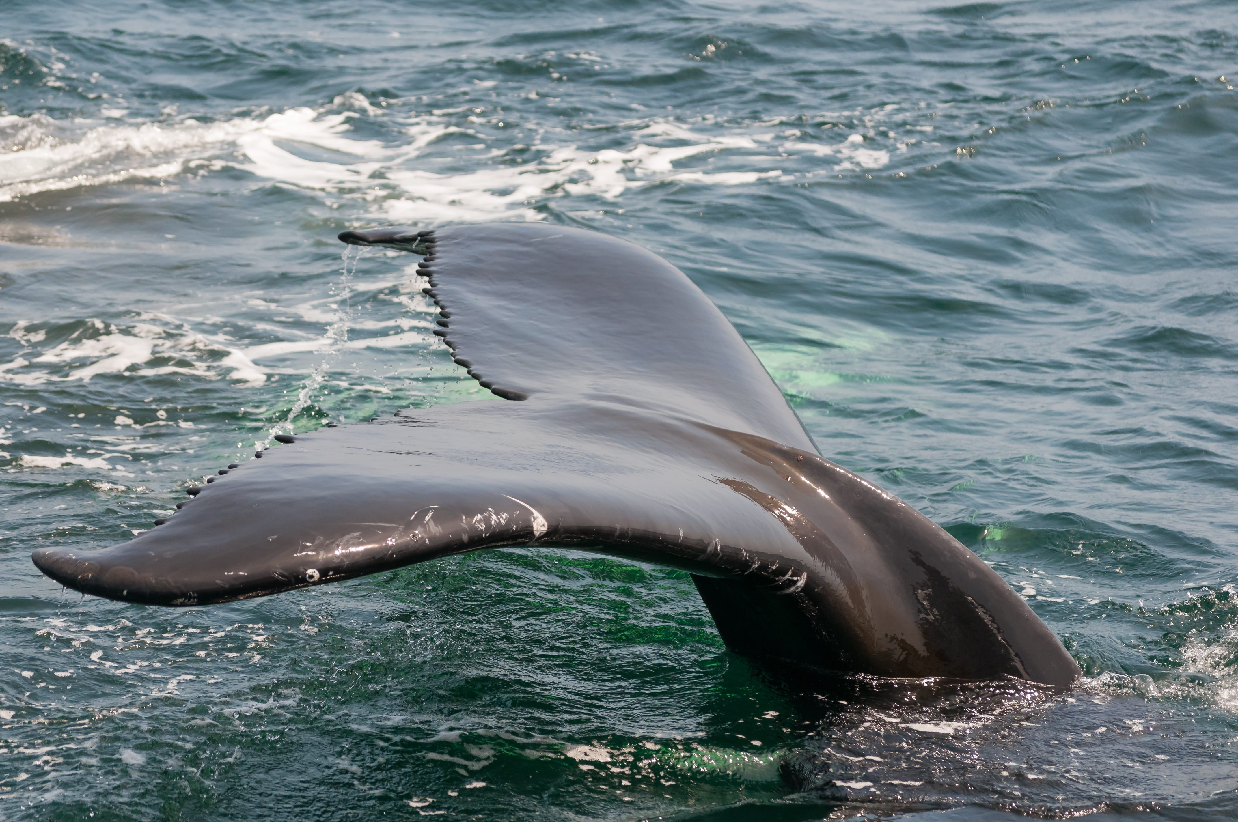nature, one animal, showing, aquatic mammal, marine, whale, monterey, water, animal wildlife, california, ocean, animal themes, underwater, outdoors, animal, HD Wallpaper