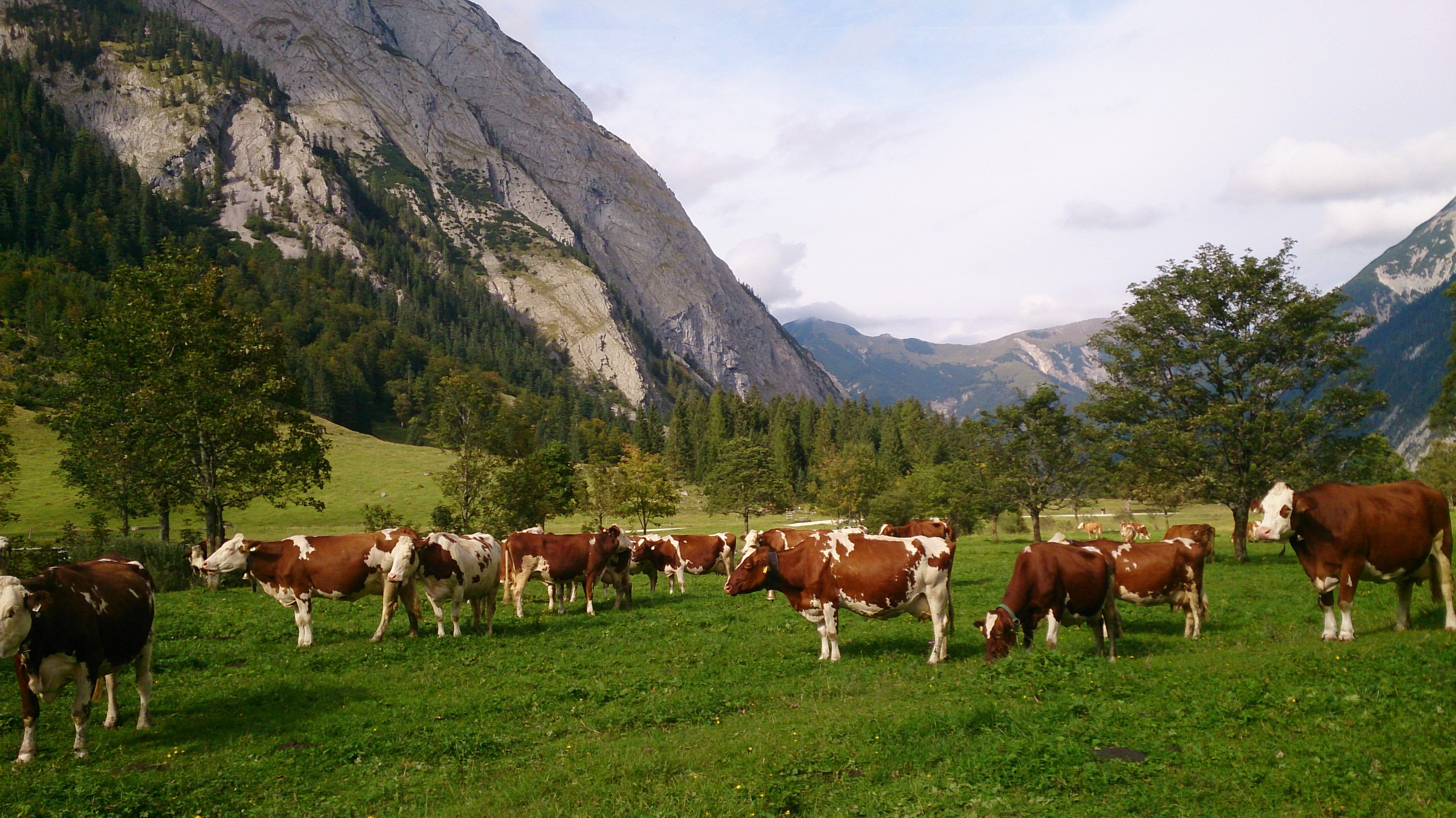 no people, outdoors, cow, cloud - sky, herd, group of animals, land, domestic animals, nature, cattle, mountain range, kühe, field, mountain, domestic, HD Wallpaper