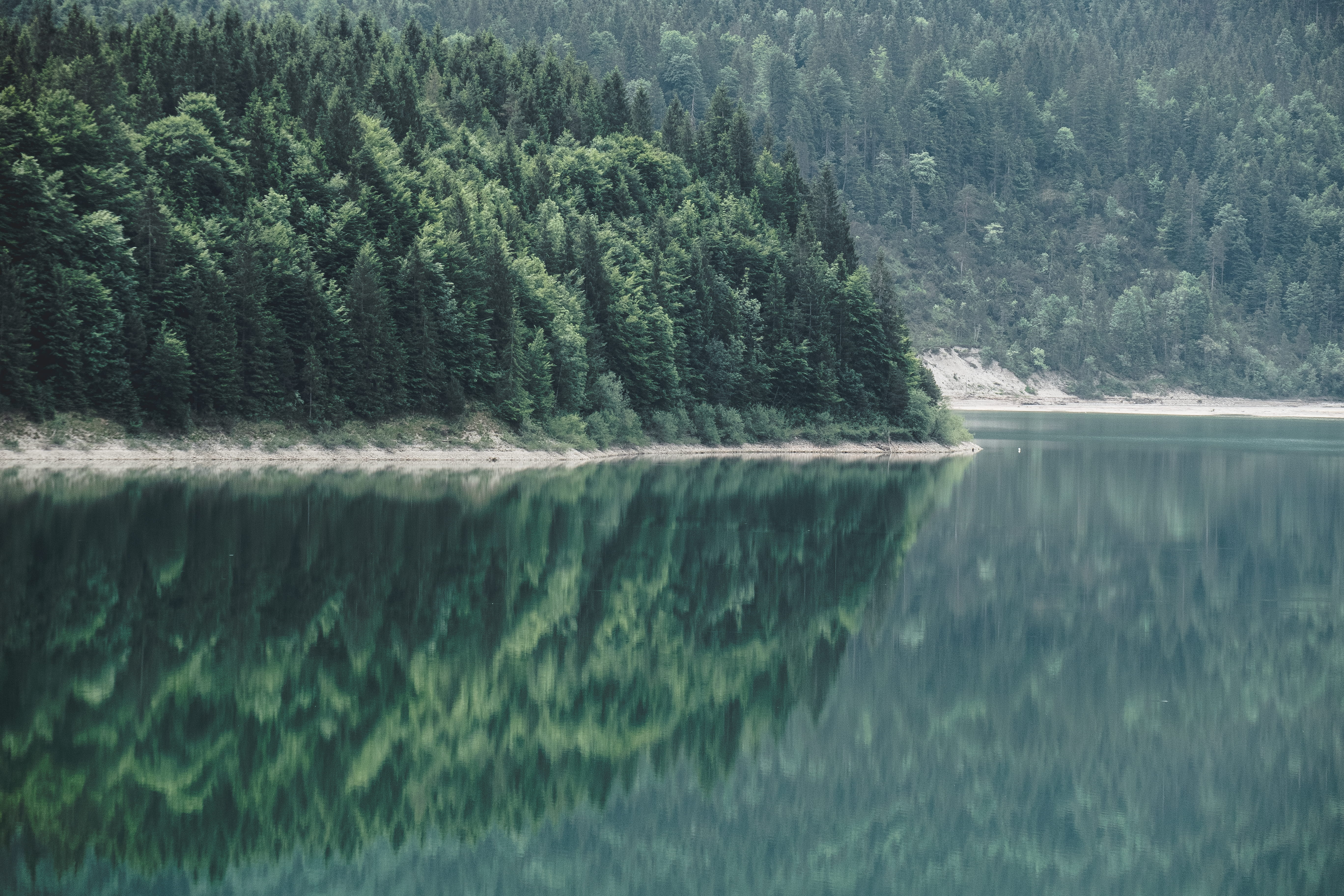 growth, love, beauty in nature, lovers, bayern, 5K, see, no people, non-urban scene, land, pine tree, forests, reflection, tree, flowing water, plant, HD Wallpaper