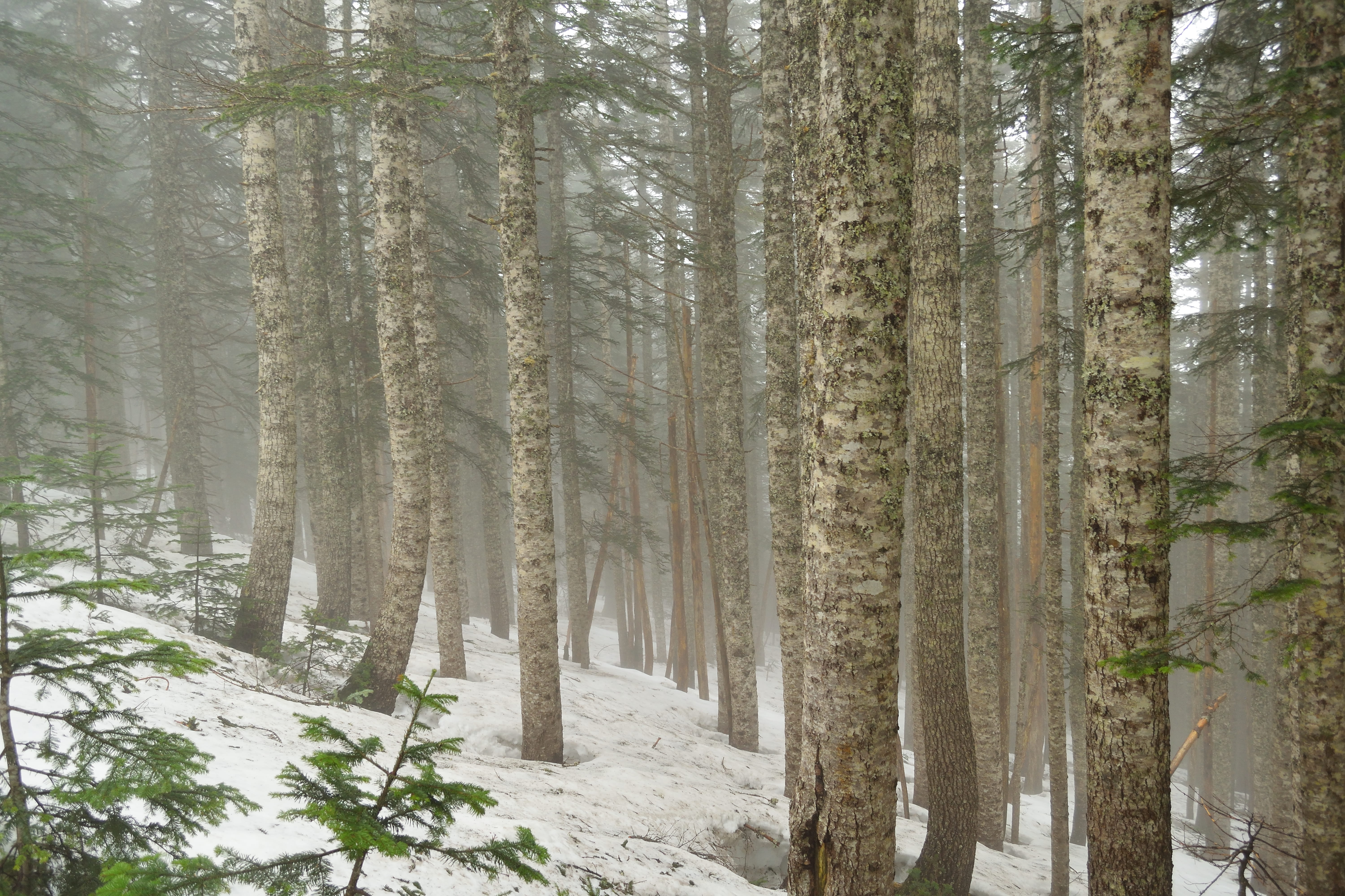 washington, pnw, snow, tree, tree trunk, cold temperature, plant, united states, environment, day, trunk, tranquility, winter, bark, forest, gifford pinchot national forest, HD Wallpaper