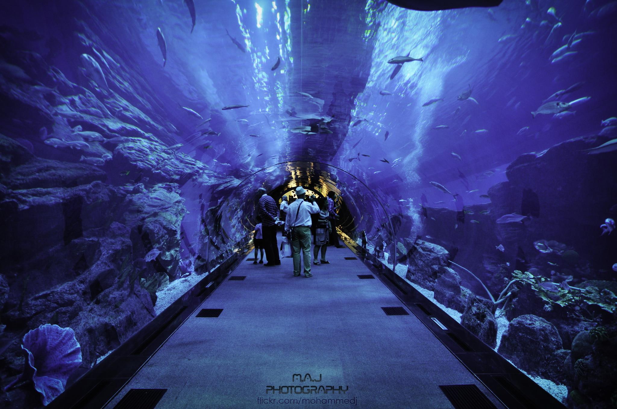 dubai, 1080P, nature and landscapes, aquarium, dubai aquarium, m-a-j photography, HD Wallpaper