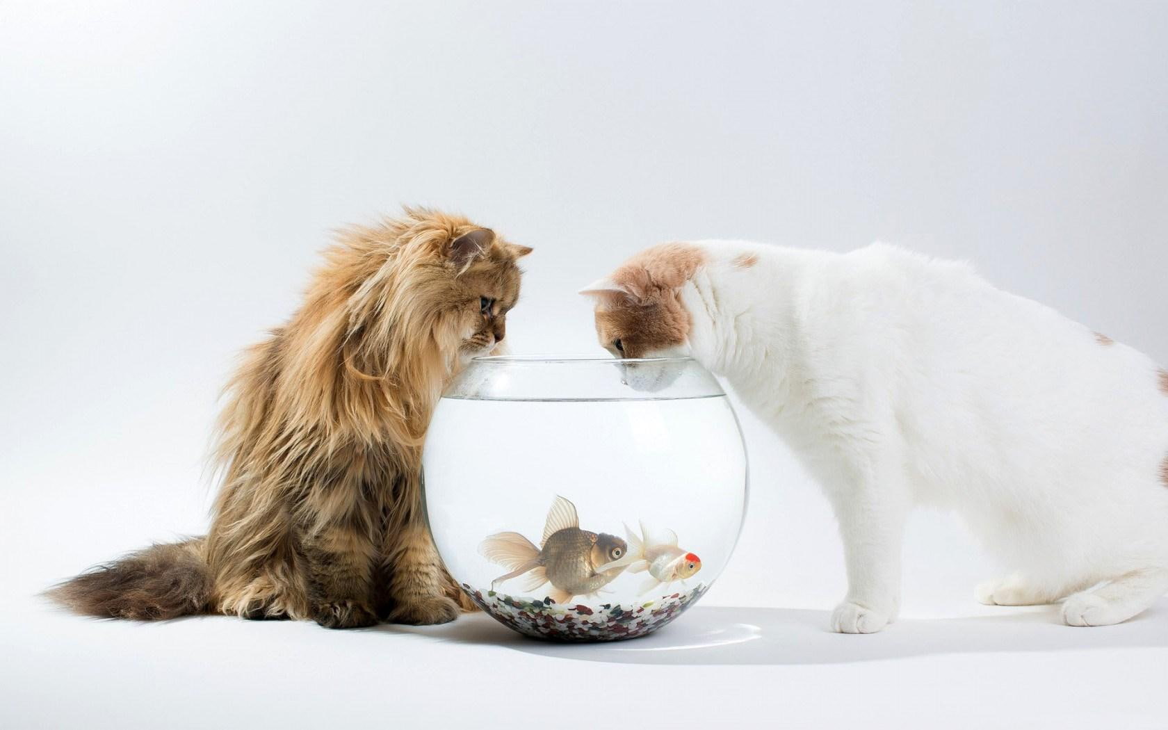 aquarium, kittens, 720P, fish, HD Wallpaper