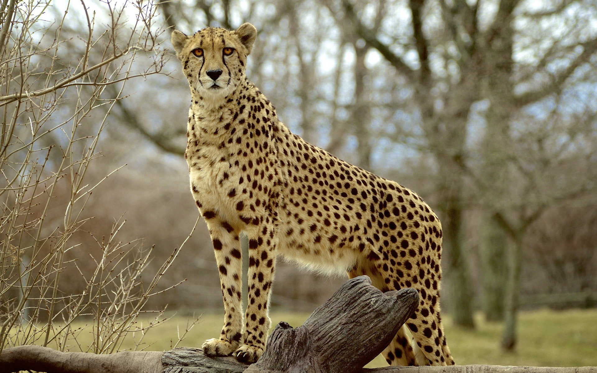 Predator, 1080P, Photography, Cheetah, Animal, HD Wallpaper