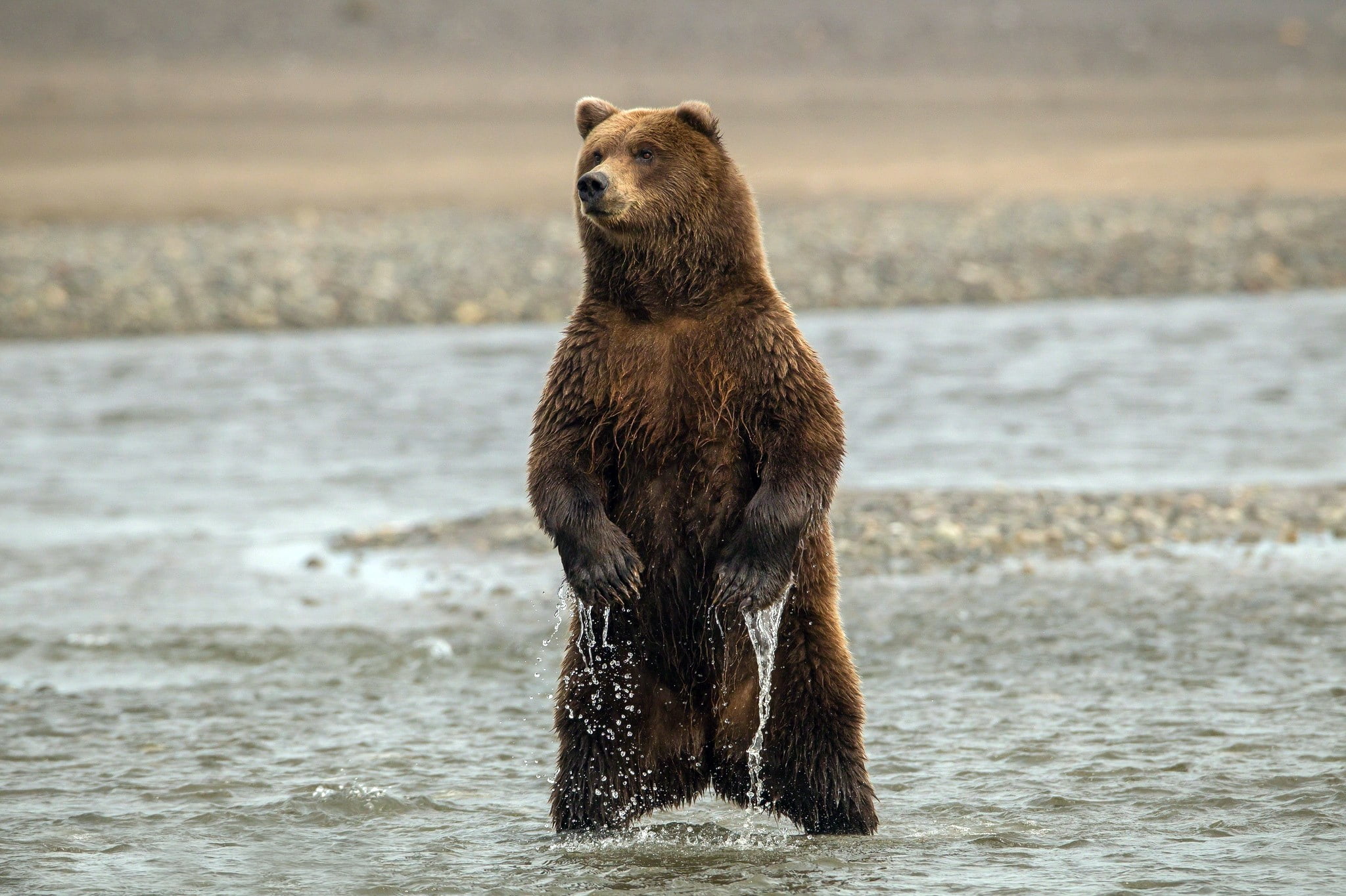no people, day, wet, alaska - Usa State, stand, outdoors, carnivore, wildlife, river, beach, nature, brown Bear, one Animal, 1080P, water, looking, grizzly, HD Wallpaper