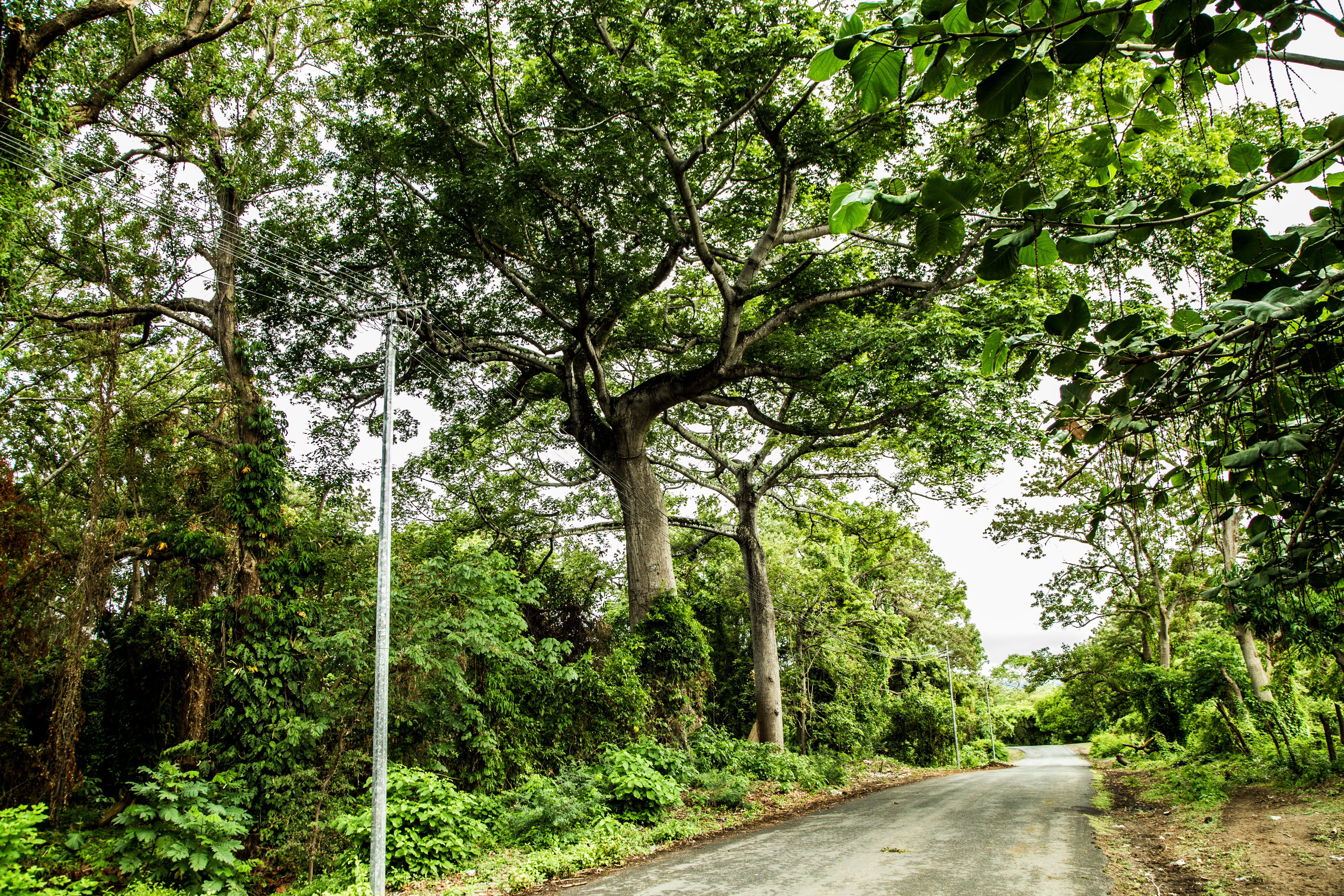 plant, empty road, diminishing perspective, long, outdoors, jungle, footpath, 5K, treelined, beauty in nature, growth, trees, sunlight, leaves, transportation, HD Wallpaper