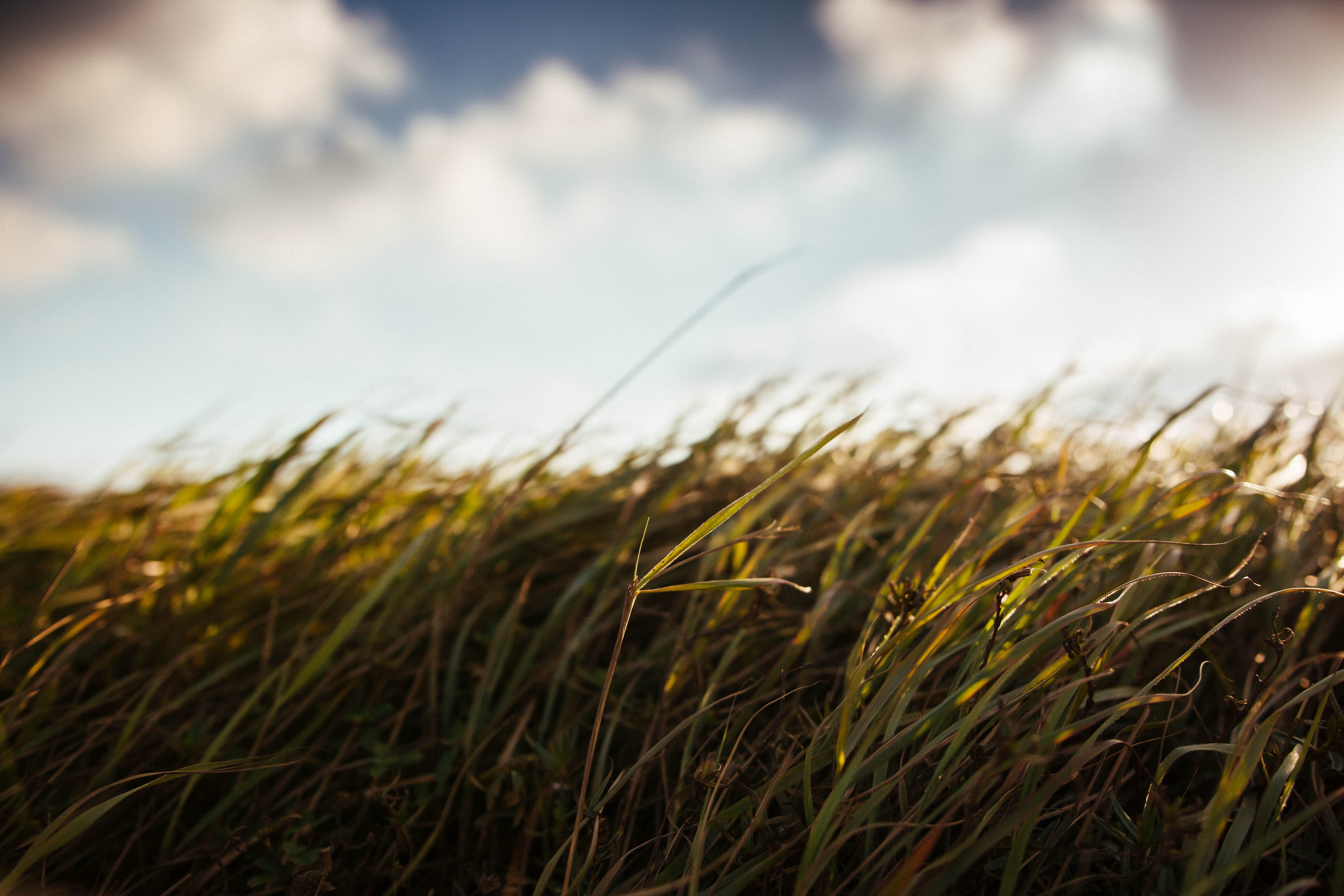 cereal plant, cloud - sky, crop, outdoors, day, agriculture, plain, landscape, field, no people, growth, wind, sky, environment, rural scene, 5K, grass, HD Wallpaper