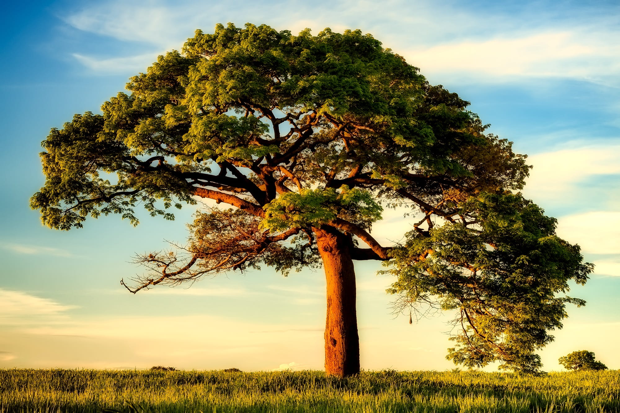 country, trunk, non-urban scene, isolated, no people, nicaragua, sky, environment, beauty in nature, tree trunk, scenics - nature, tree, tranquil scene, HD Wallpaper