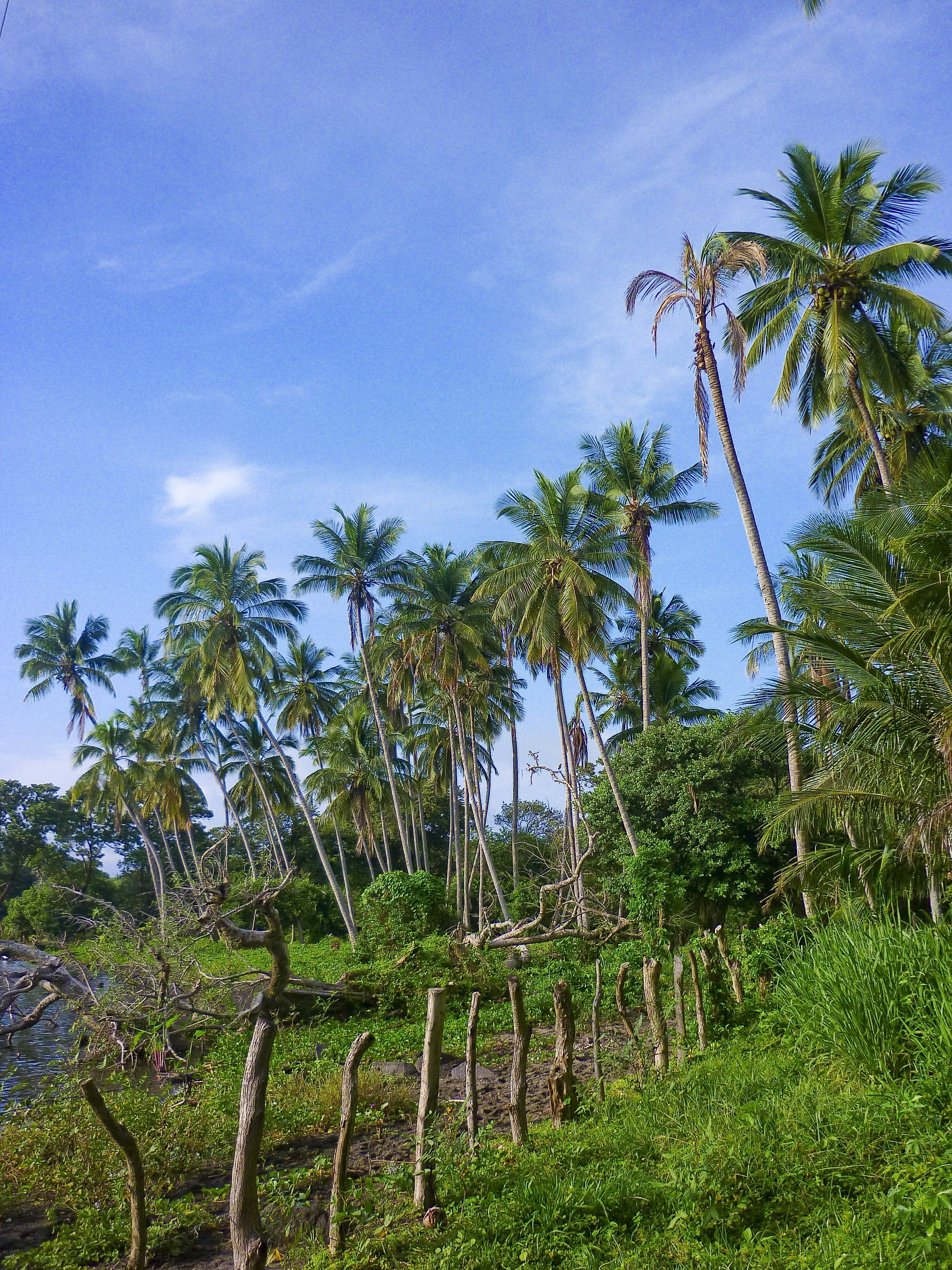 tranquility, beauty in nature, tropical Climate, no people, palms, scenics - nature, day, tropical tree, tranquil scene, outdoors, nature, field, ometepe, Phone HD Wallpaper