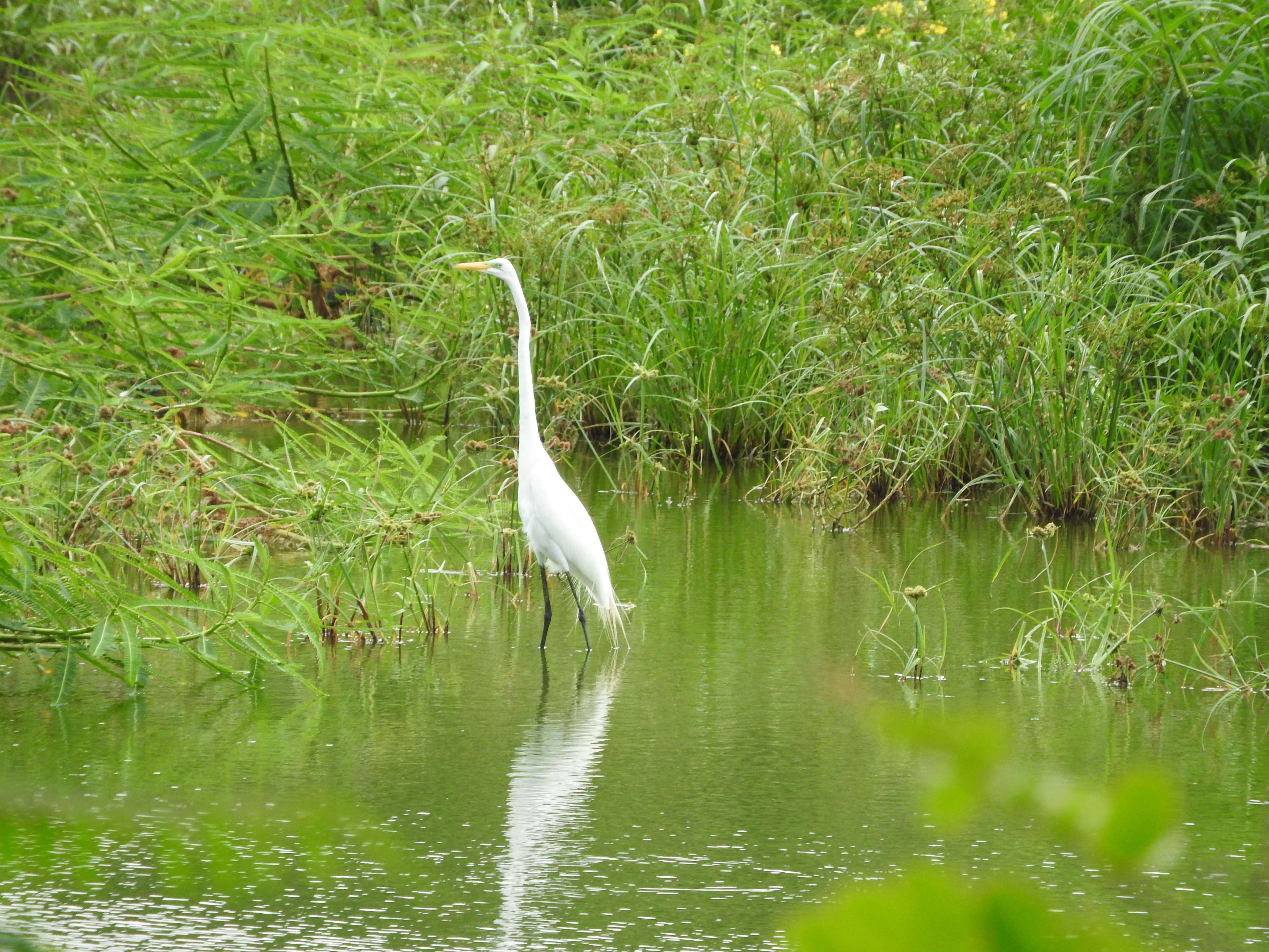 vertebrate, egret, beauty in nature, isla dometepe, plant, 4K, one animal, lake, animal wildlife, reflection, no people, grass, animal, nicaragua, green color, HD Wallpaper