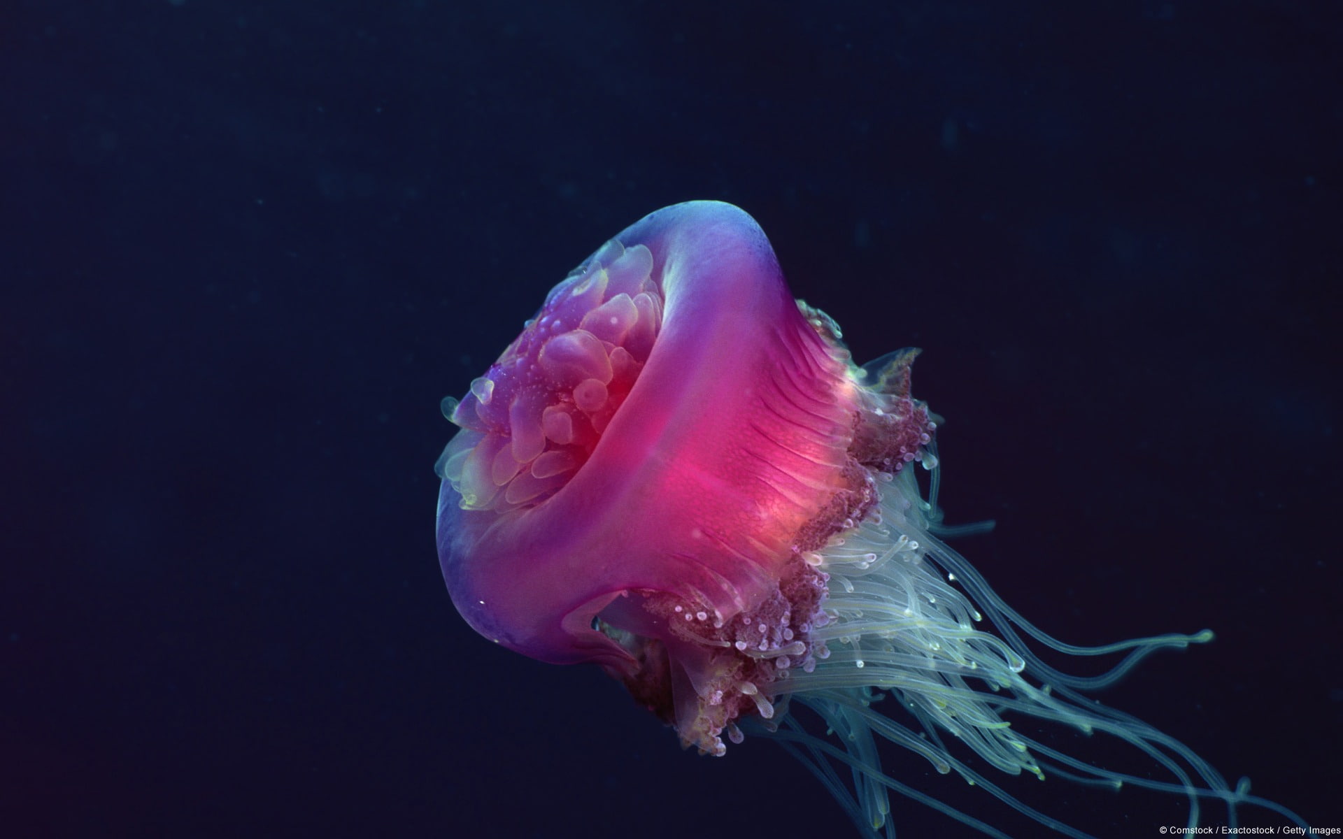 sea, animal, tentacle, nature, water, pink, marine, underwater, fish, no people, one animal, jelly, 1080P, animal wildlife, close-up, floating on water, HD Wallpaper