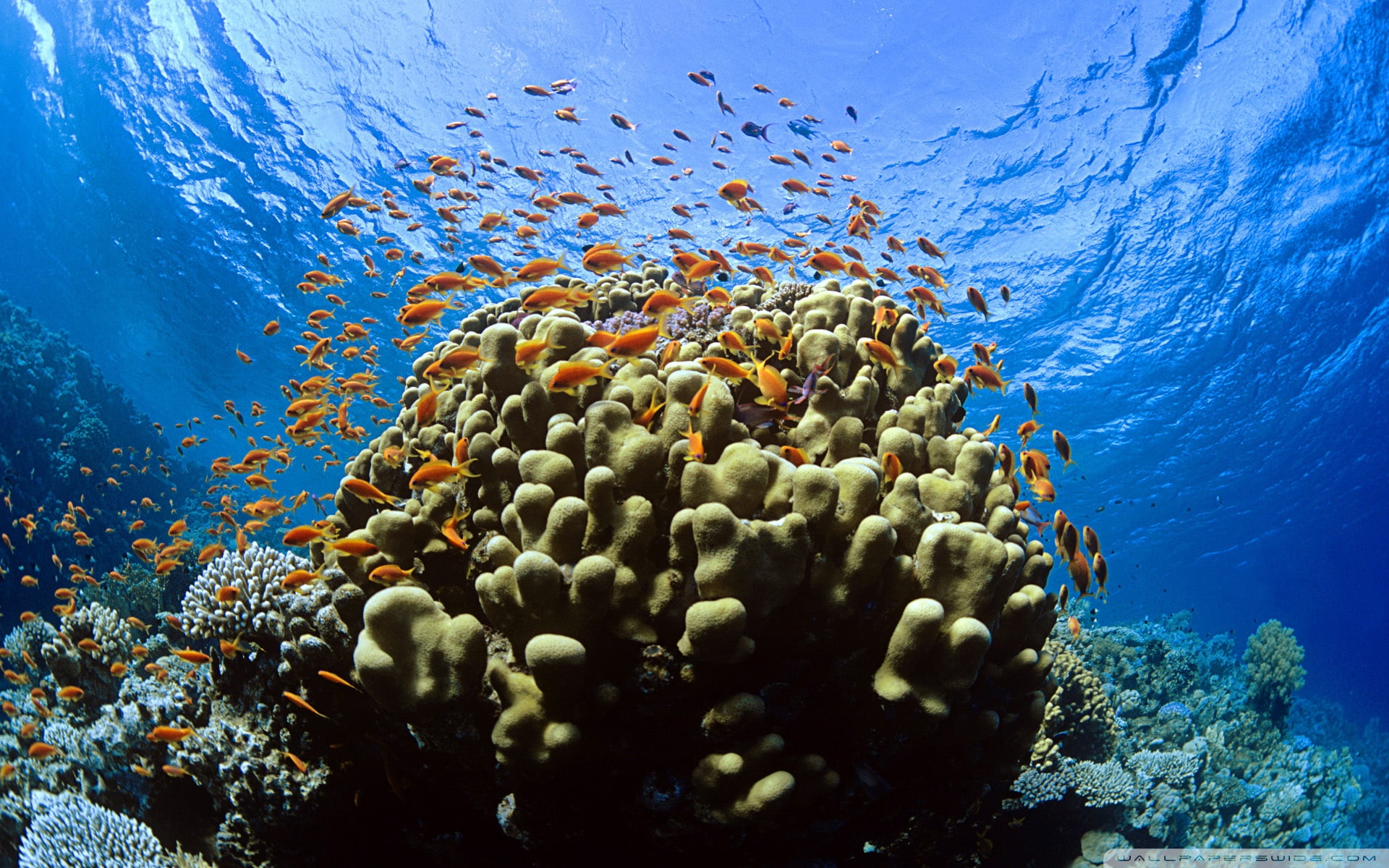 1080P, fish, blue, sea, nature, landscape, water, reef, HD Wallpaper