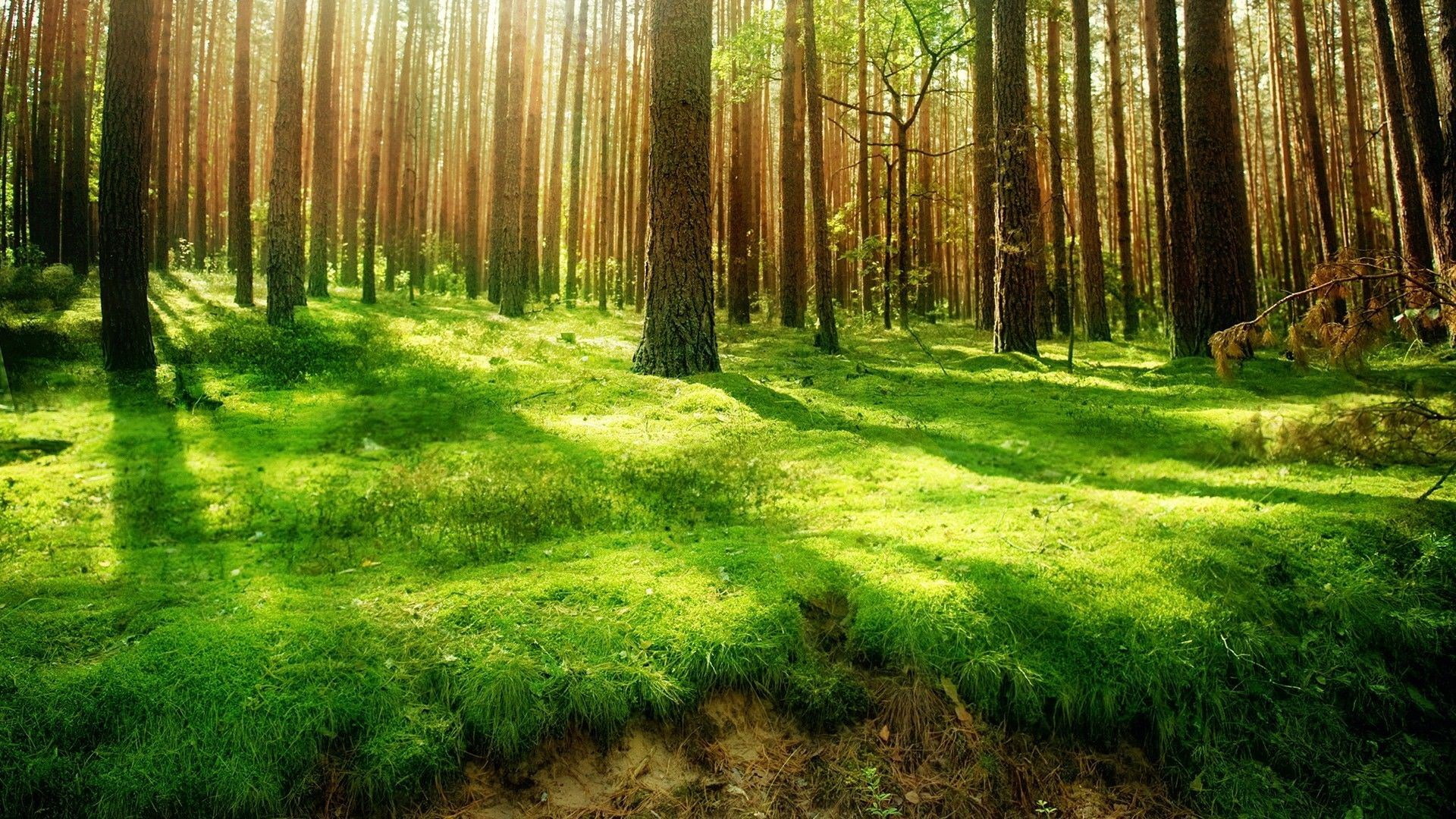 trunk, grass, download nature  full size 1920x1080, tree trunk, plant, forest, green color, sunlight, no people, outdoors, nature, growth, tranquil scene, HD Wallpaper
