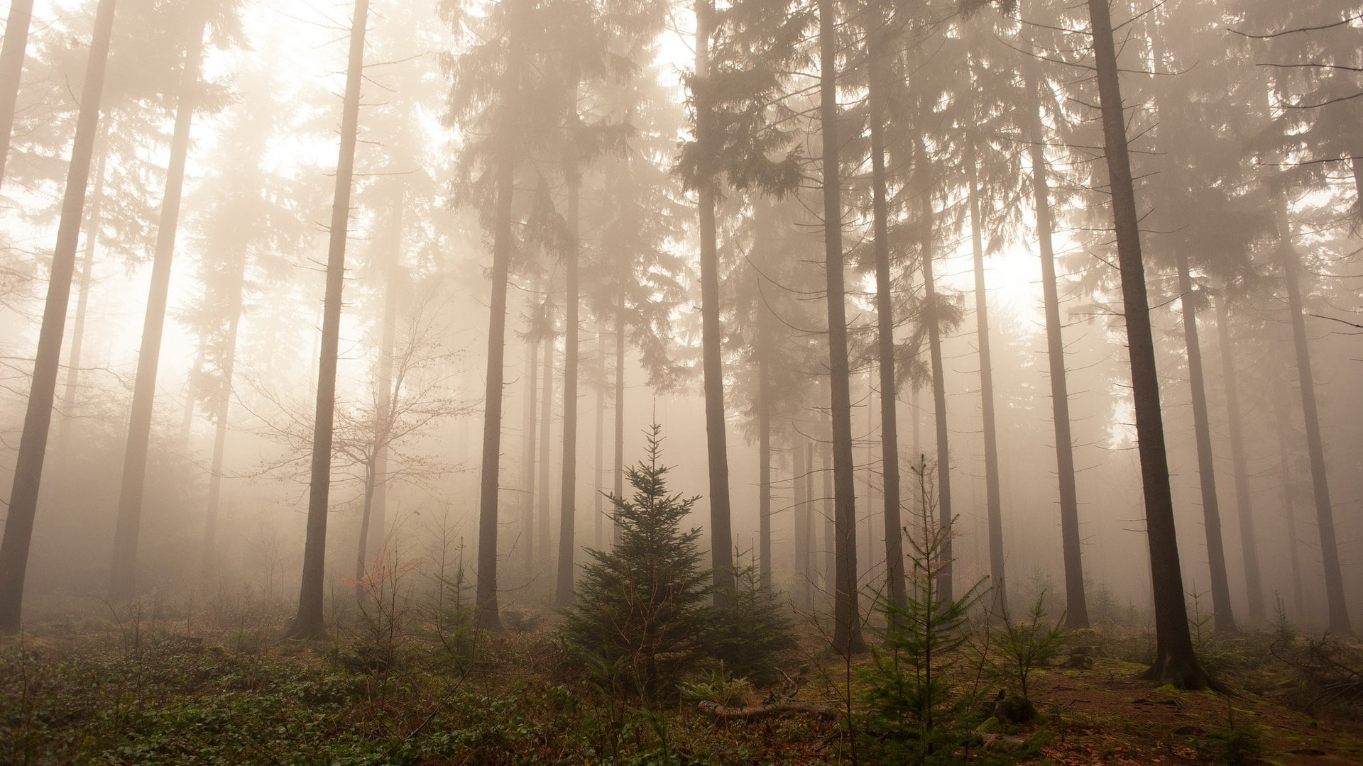 day, nature, pine tree, environment, plant, woodland, scenics - nature, 1080P, forest, tranquil scene, download nature  full size 1920x1080, pine woodland, HD Wallpaper