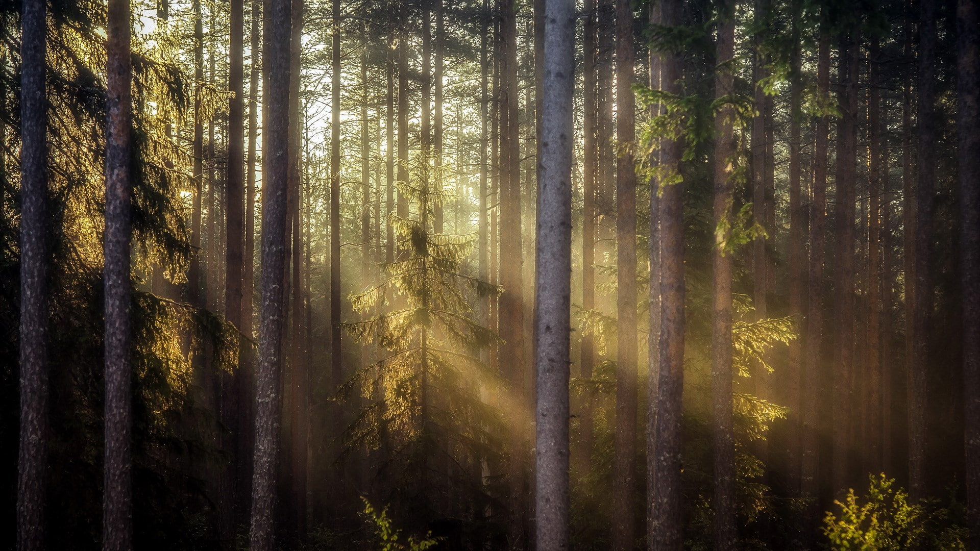 day, streaming, idyllic, tree, sunlight, scenics - nature, land, growth, nature, 1080P, tranquil scene, download nature  full size 1920x1080, beauty in nature, HD Wallpaper