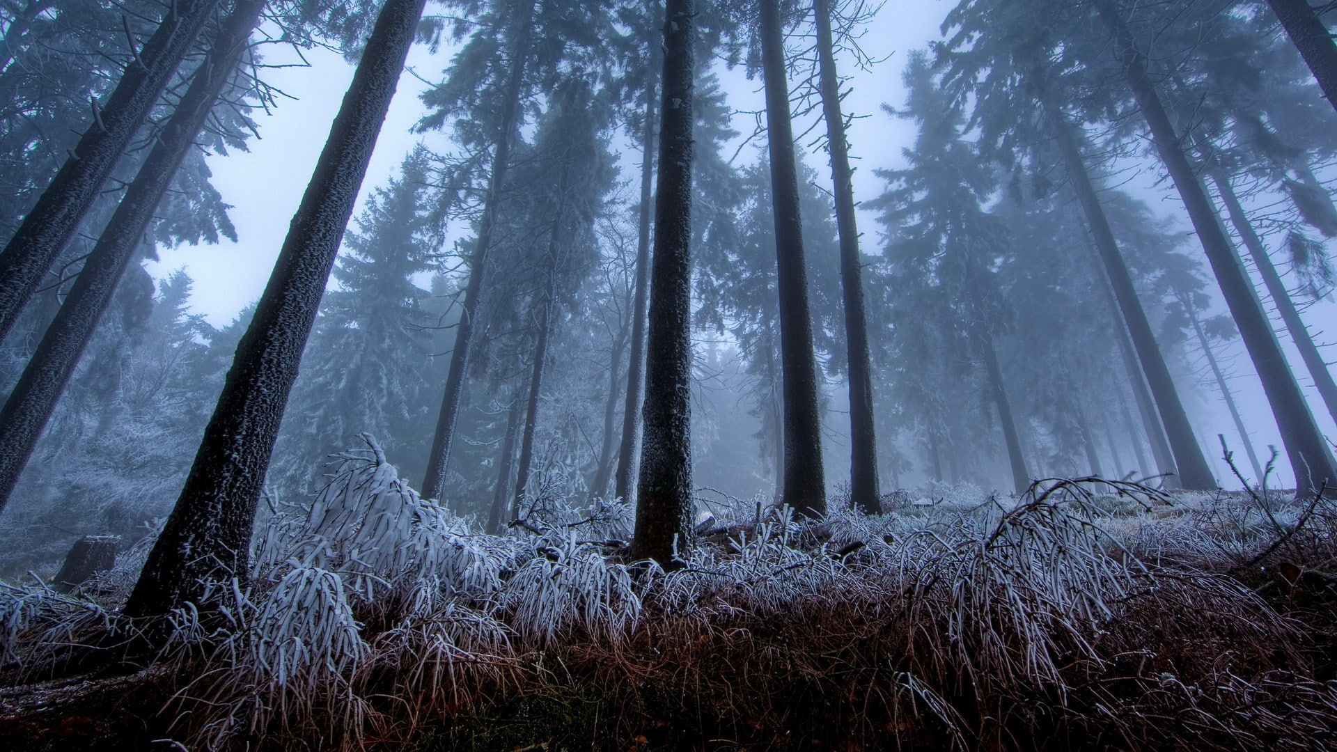 download nature  full size 1920x1080, 1080P, HD Wallpaper