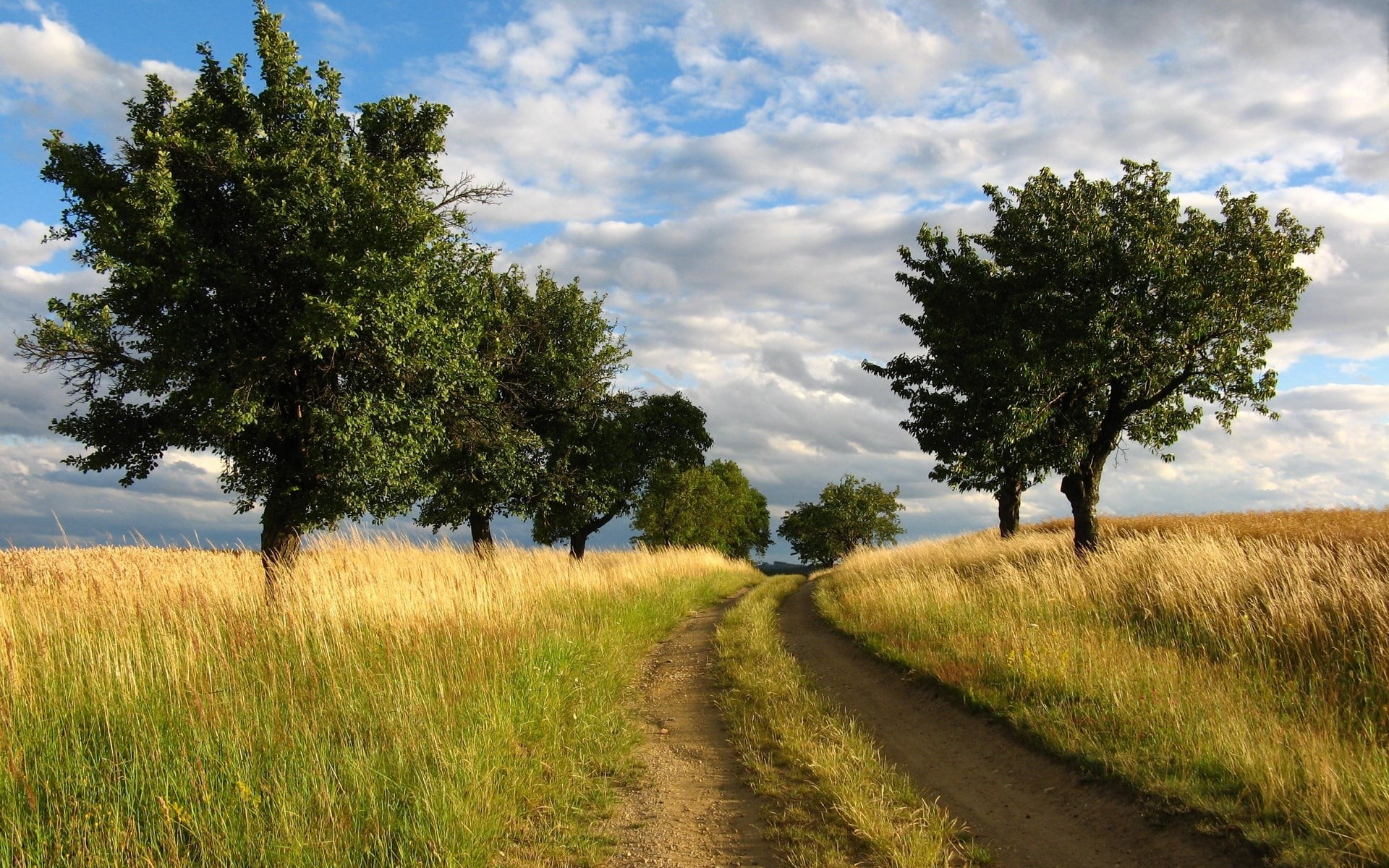 nature, cloud - sky, pc  in nature 1920x1200, environment, scenics - nature, trail, no people, growth, non-urban scene, the way forward, tranquil scene, HD Wallpaper