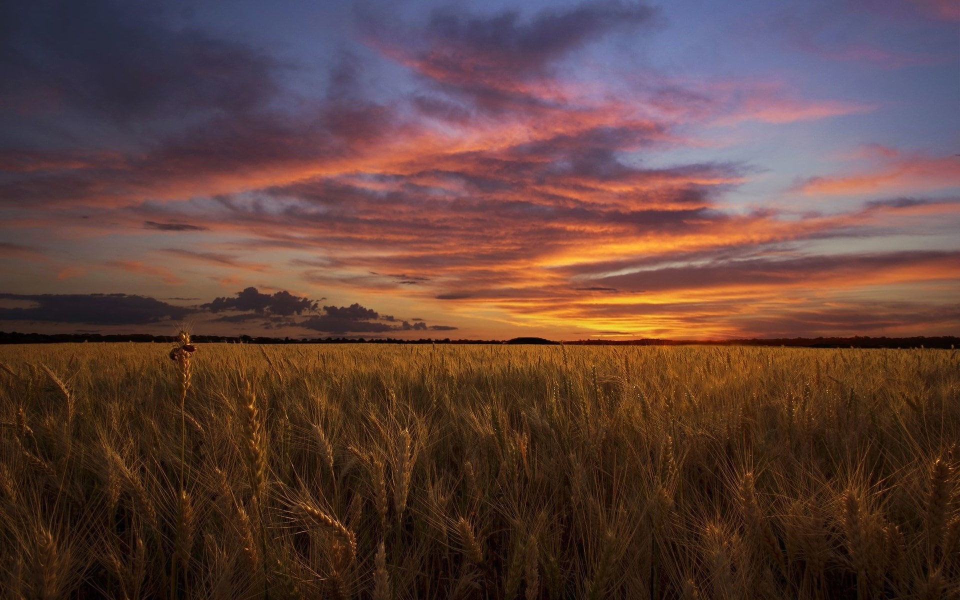 field, land, agriculture, cloud - sky, no people, cereal plant, scenics - nature, nature, plant, wheat, environment, sunset, beauty in nature, outdoors, HD Wallpaper