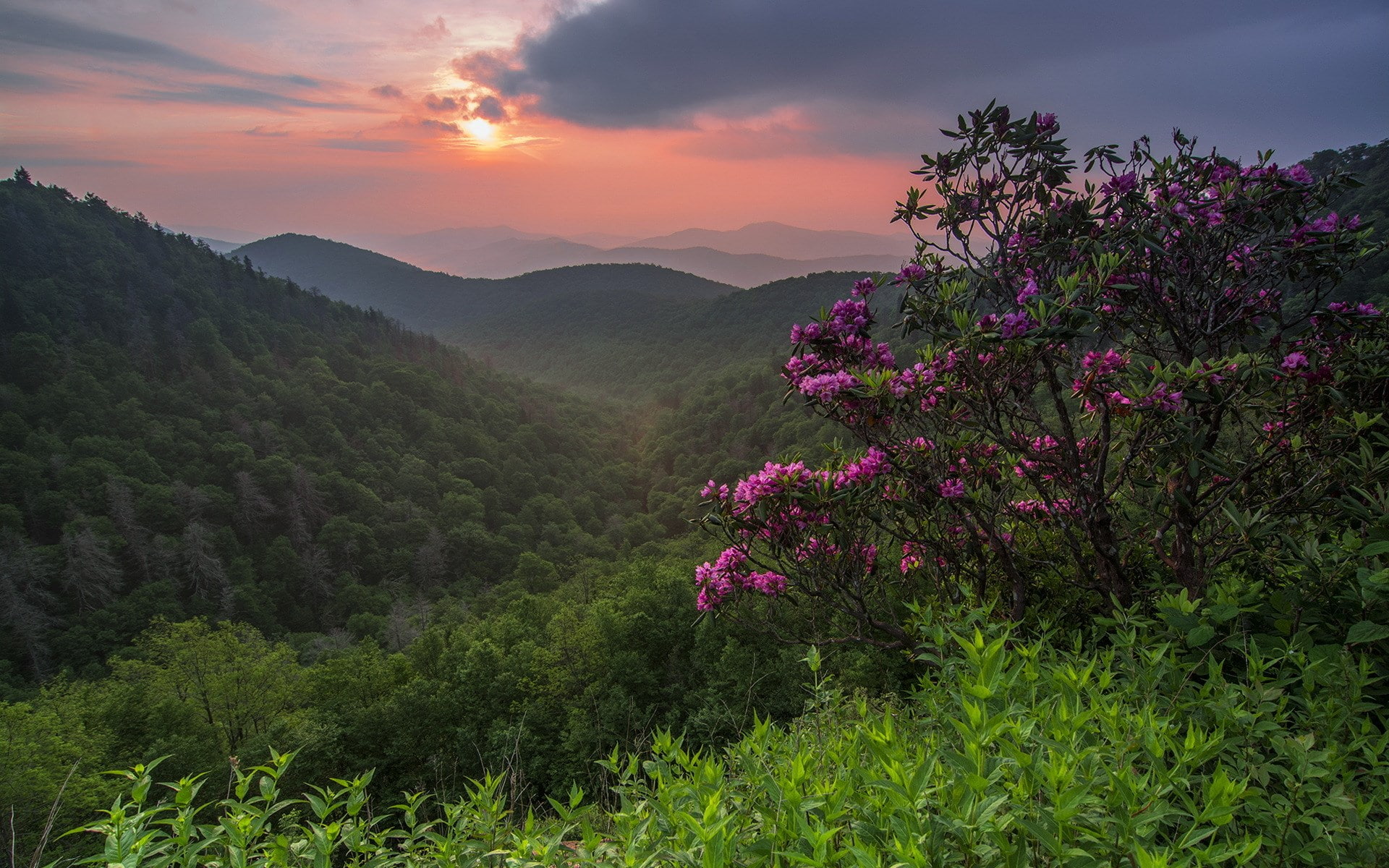 scenics - nature, land, mountain, nature pictures for pc 1920x1200, environment, flowering plant, 1080P, outdoors, flower, beauty in nature, growth, springtime, HD Wallpaper