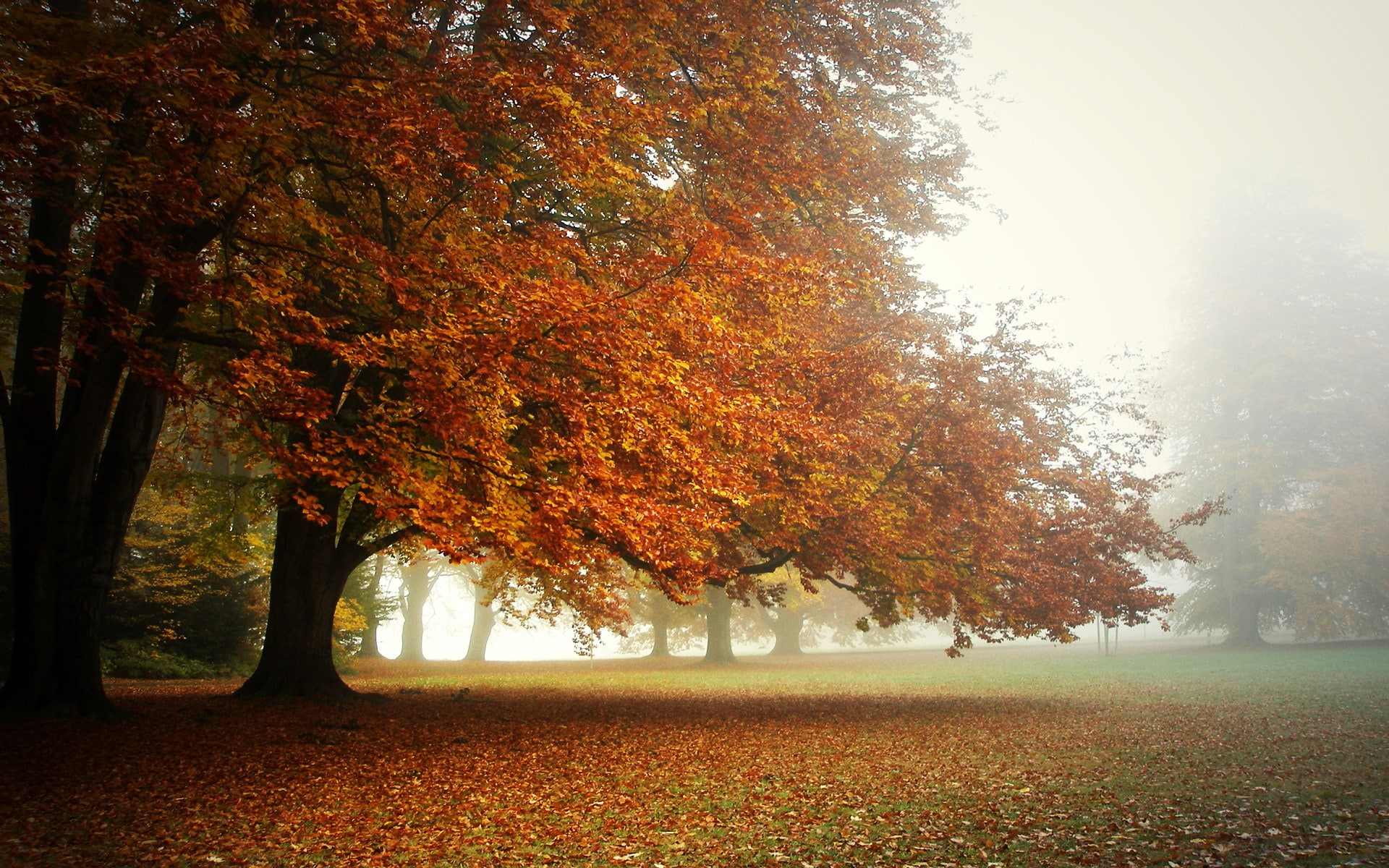 1080P, full hd nature  1080p 1920x1200, HD Wallpaper
