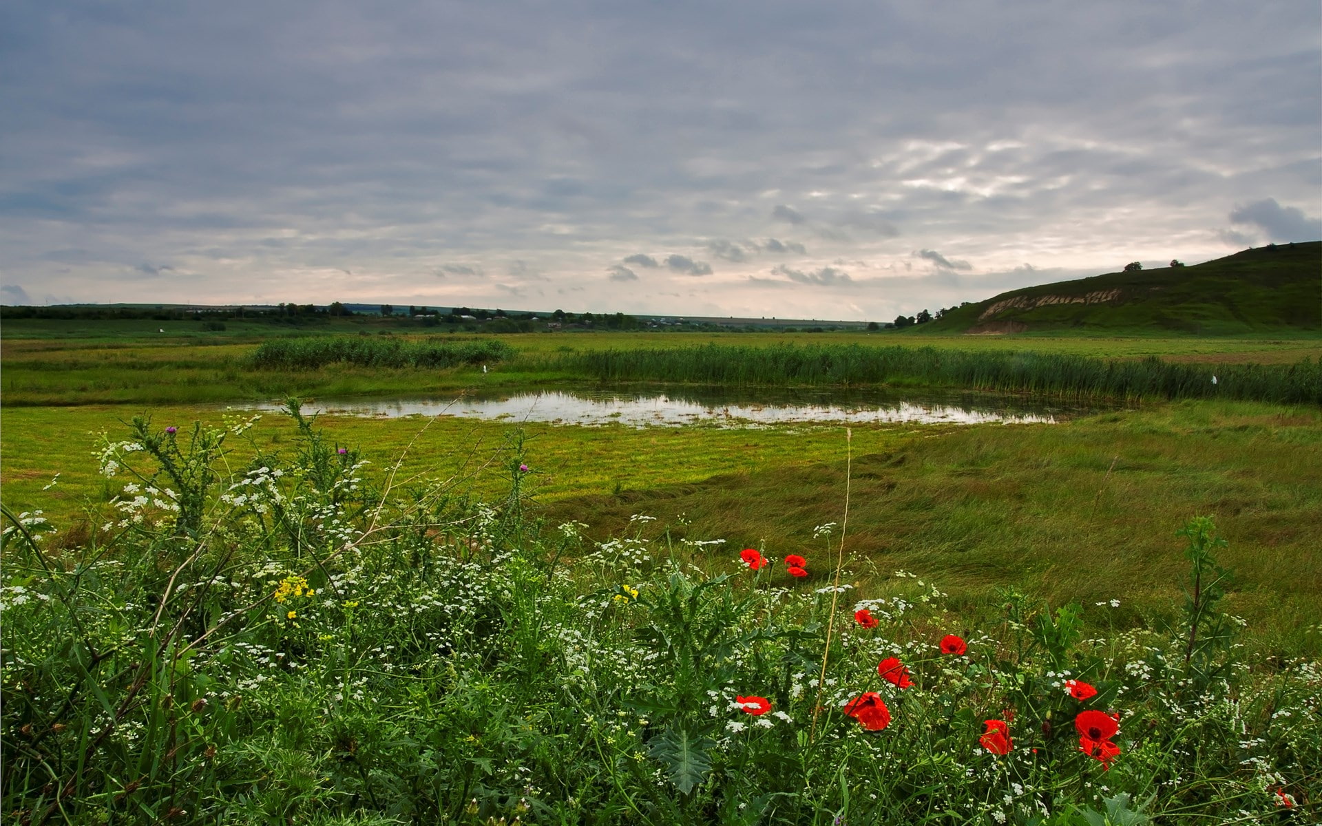 land, scenics - nature, cloud - sky, field, day, growth, 1080P, landscape, tranquility, flowering plant, nature, tranquil scene, water, beauty in nature, HD Wallpaper