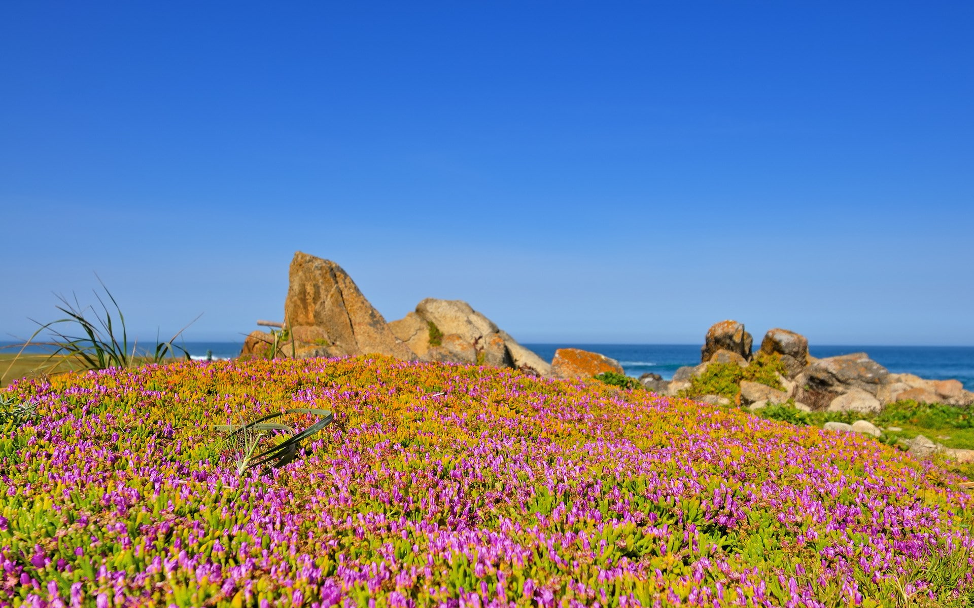 land, growth, nature, no people, blue, plant, flower, sea, 1080P, day, water, flowering plant, outdoors, beauty in nature, full hd  nature 1080p  1920x1200, HD Wallpaper
