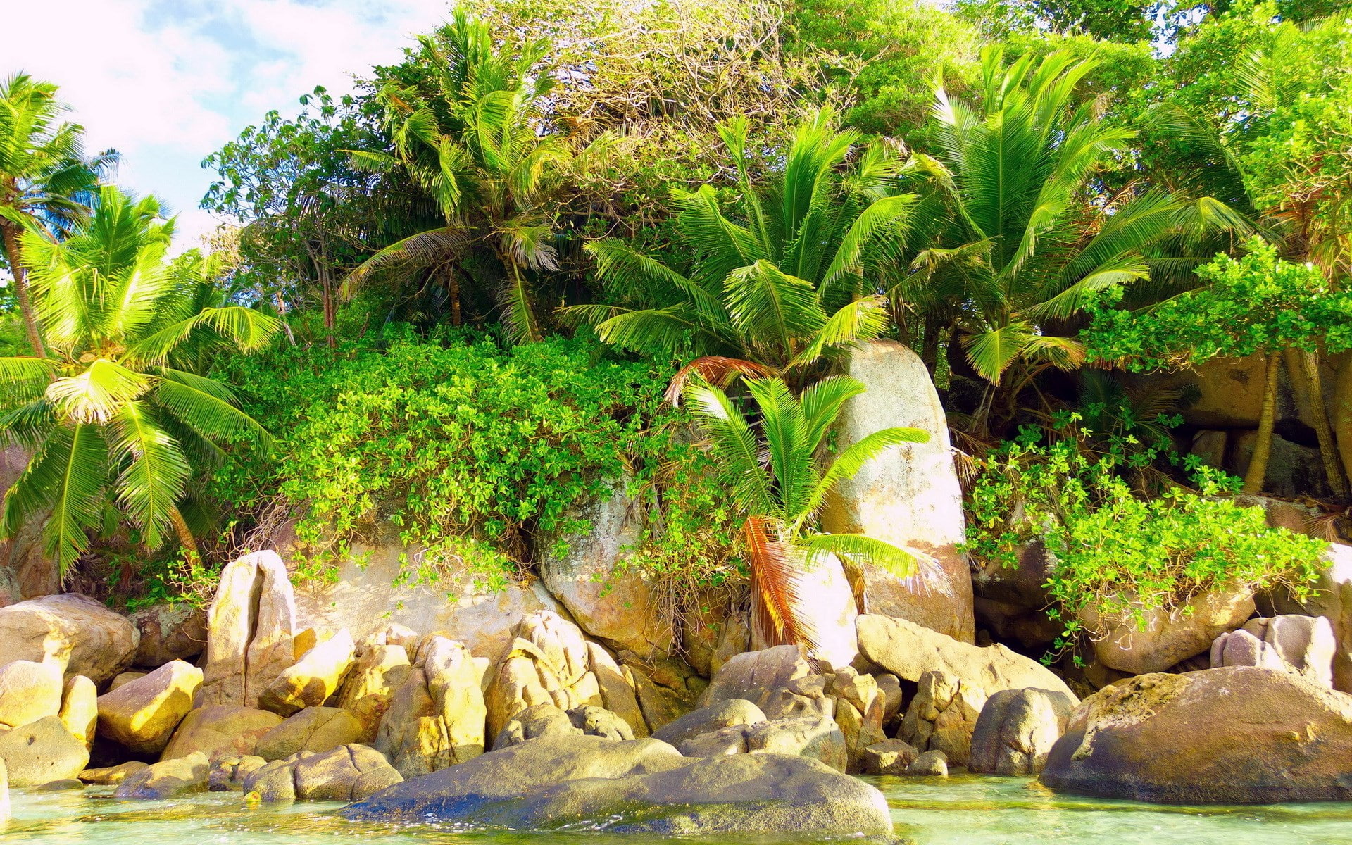 plant, tropical climate, rock - object, beauty in nature, tranquil scene, green color, growth, no people, nature, tranquility, solid, rock, outdoors, palm tree, HD Wallpaper