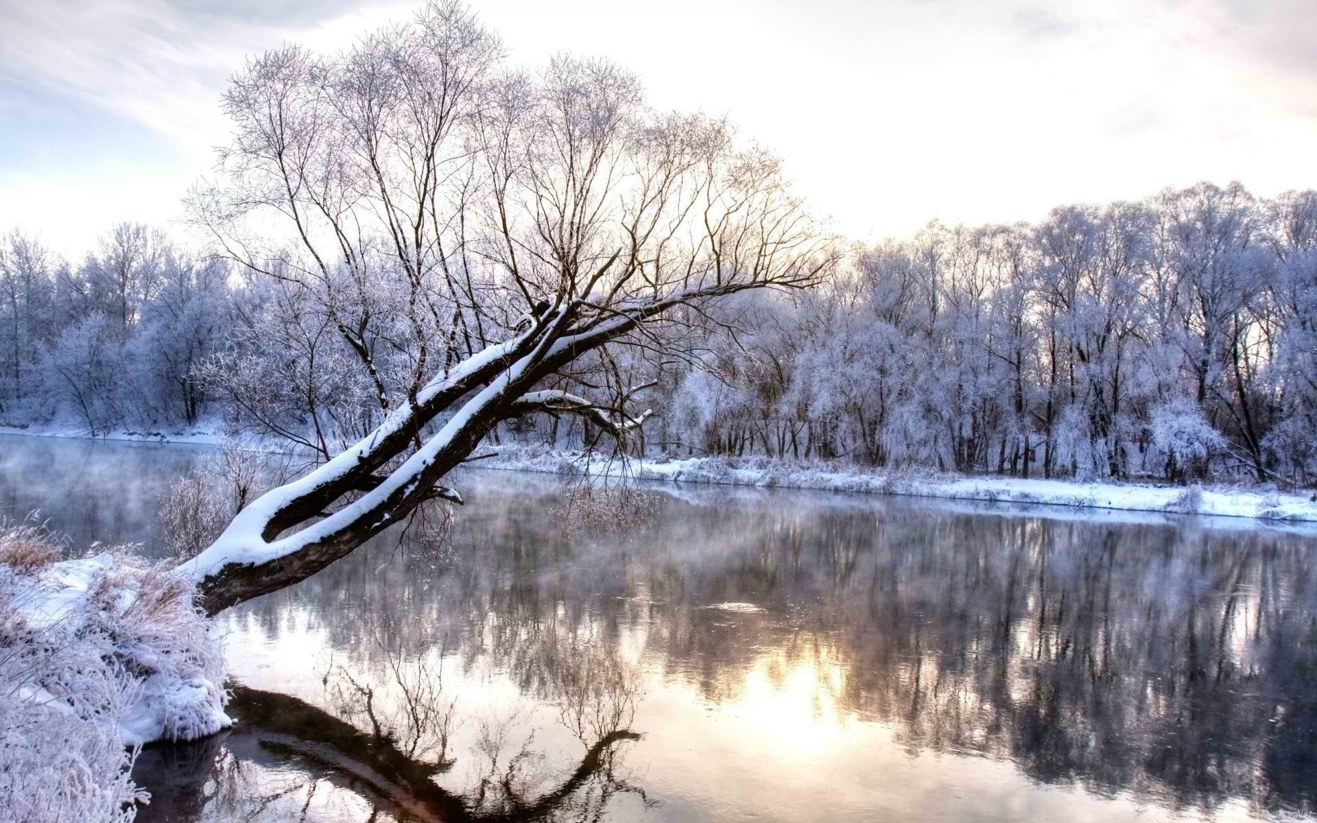 tree, non-urban scene, full hd nature backgrounds 1920x1200, nature, snow, scenics - nature, tranquil scene, plant, tranquility, outdoors, winter, beauty in nature, HD Wallpaper