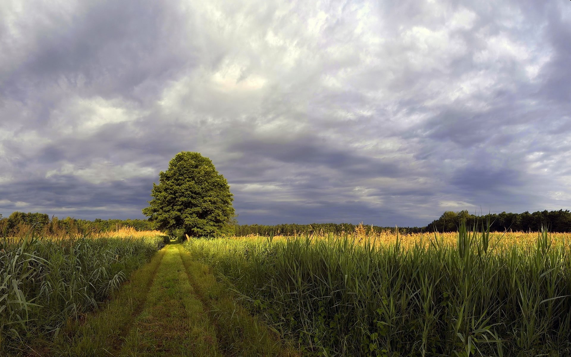 1080P, full hd nature backgrounds 1920x1200, HD Wallpaper