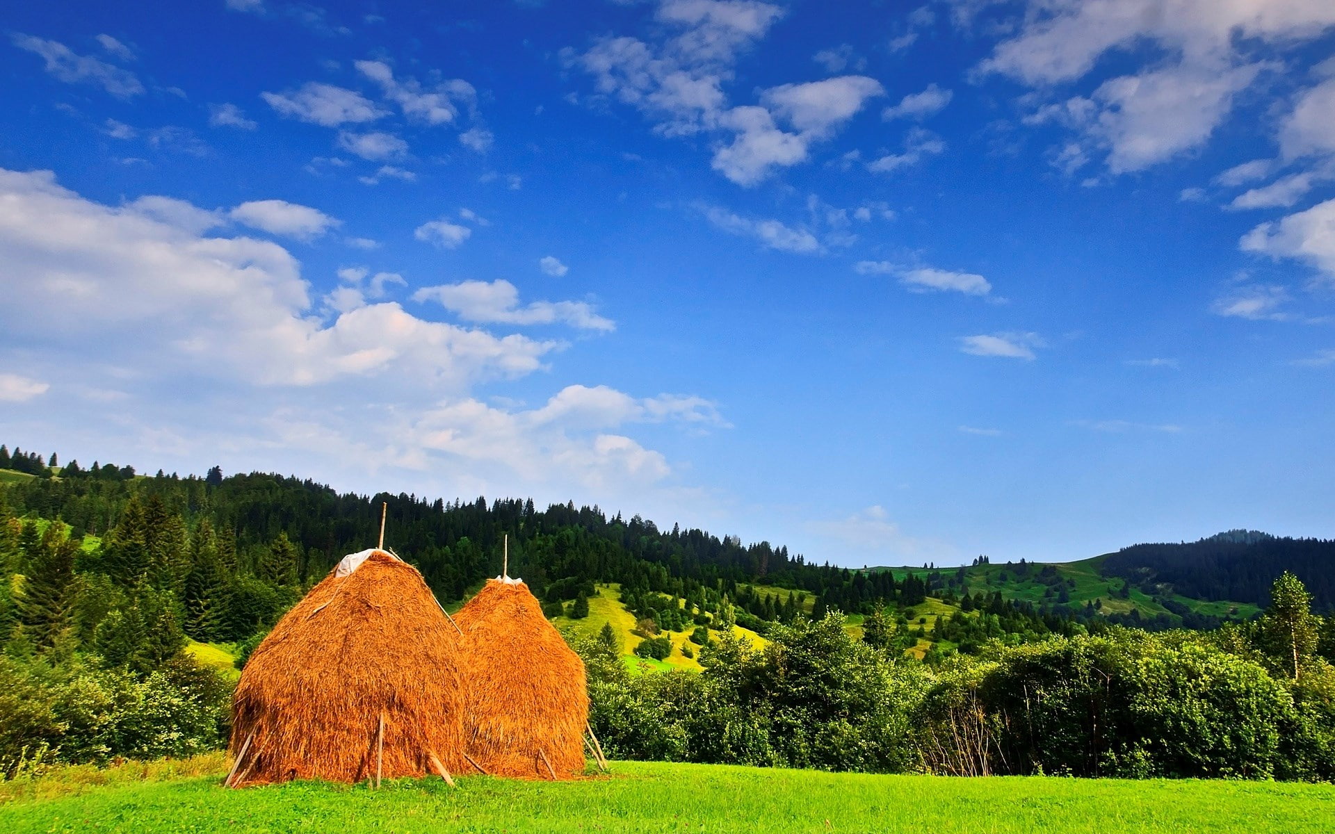 beauty in nature, non-urban scene, environment, tranquil scene, tranquility, grass, full hd nature backgrounds 1920x1200, 1080P, growth, land, nature, HD Wallpaper