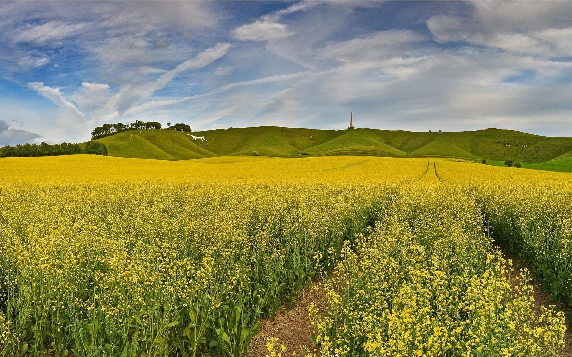 ripe, yellow, land, rural scene, rolling landscape, no people, download full size nature  1920x1200, flowering plant, farm, 1080P, springtime, beauty in nature, HD Wallpaper