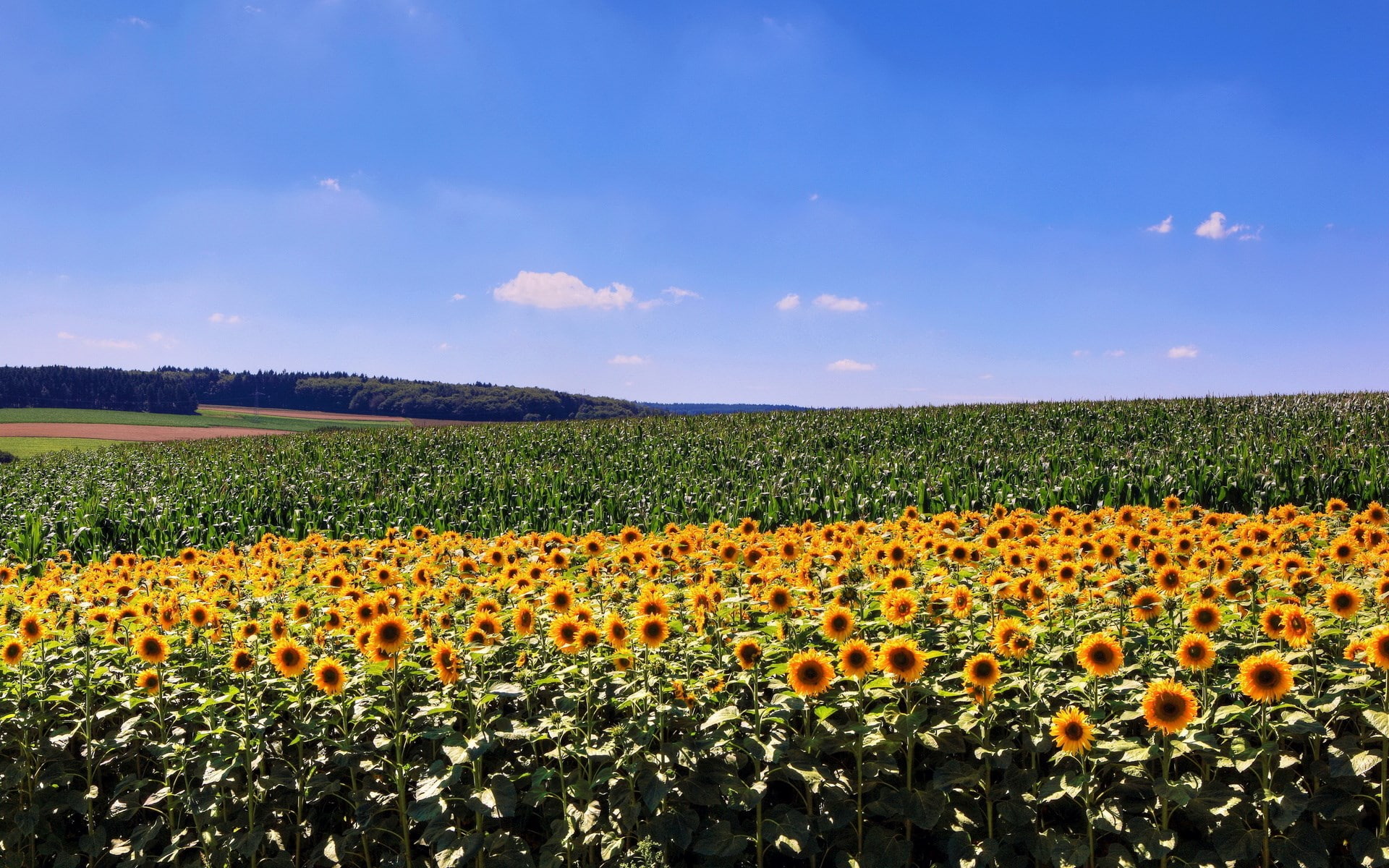 no people, plant, freshness, sunflower, growth, flowerbed, field, flower, rural scene, download full size nature  1920x1200, flower head, flowering plant, HD Wallpaper