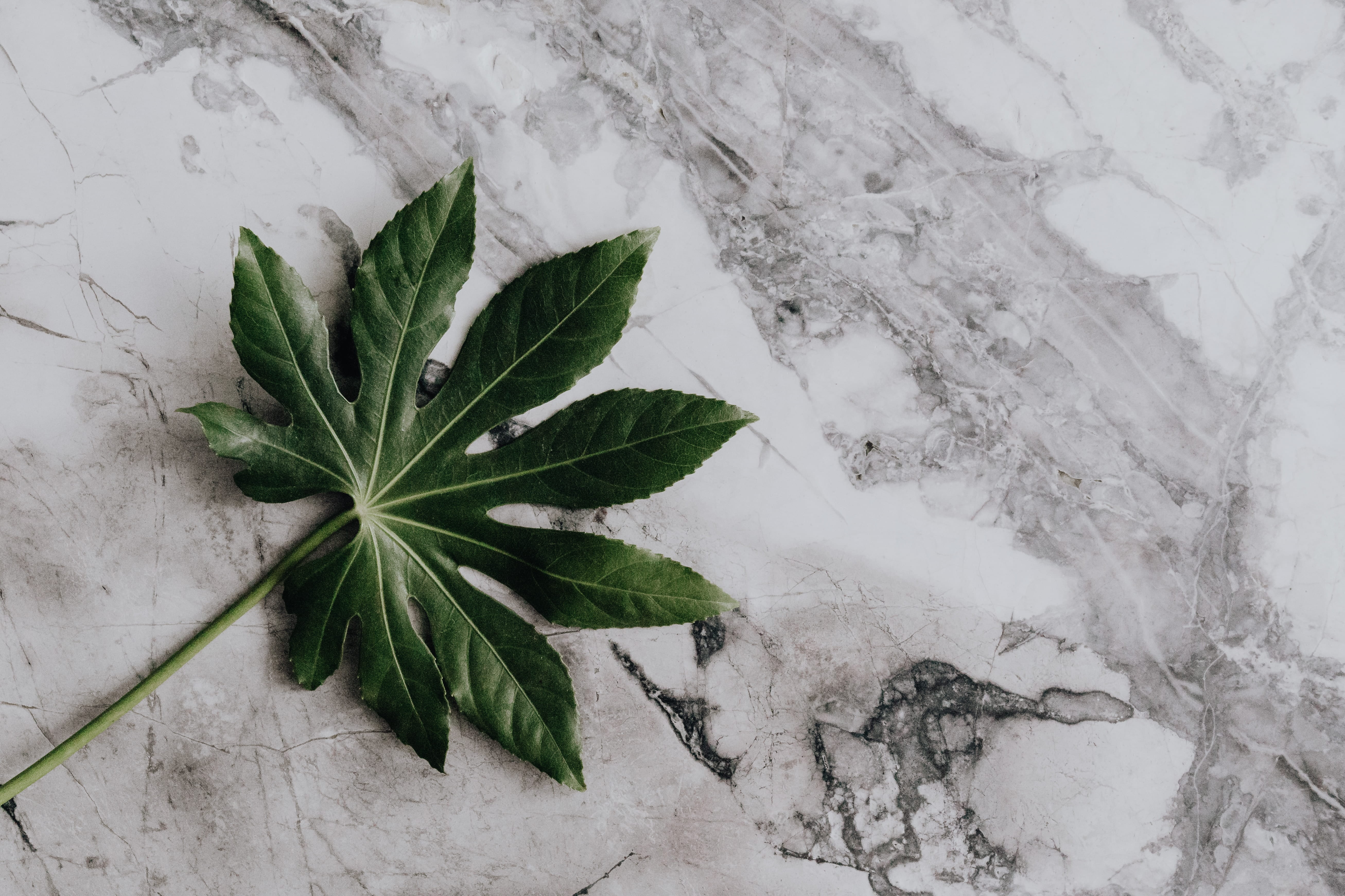 5K, high angle view, aralia, greenery, day, herb, green, winter, snow, nature, growth, wall - building feature, green color, plant part, beauty in nature, HD Wallpaper