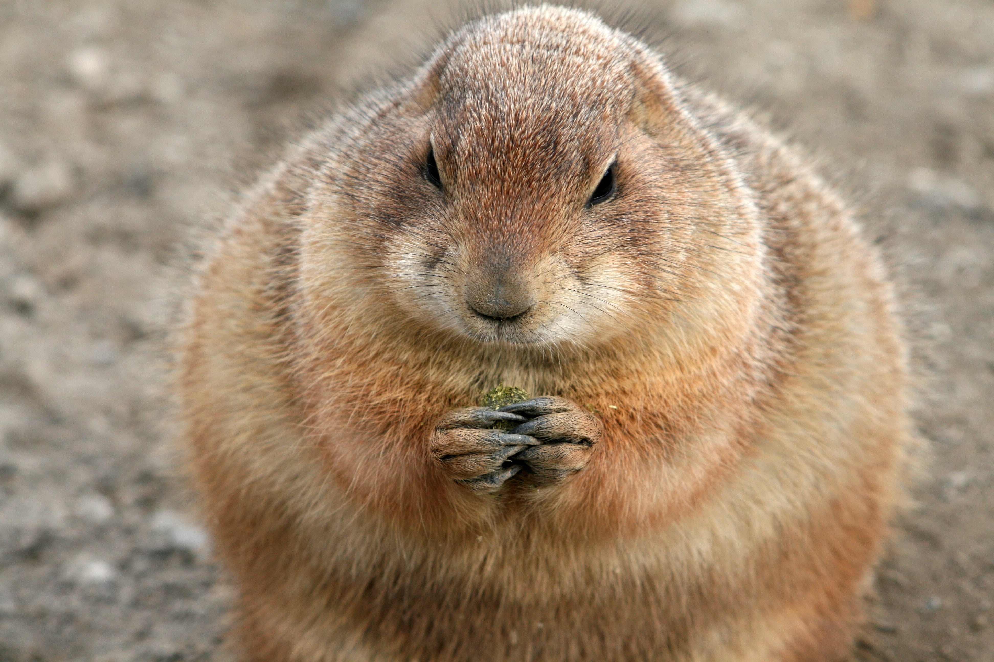 focus on foreground, woodchuck, outdoors, vertebrate, brown, eat, guy, pet, animal wildlife, marmot, 4K, looking at camera, portrait, french toast, rodent, HD Wallpaper