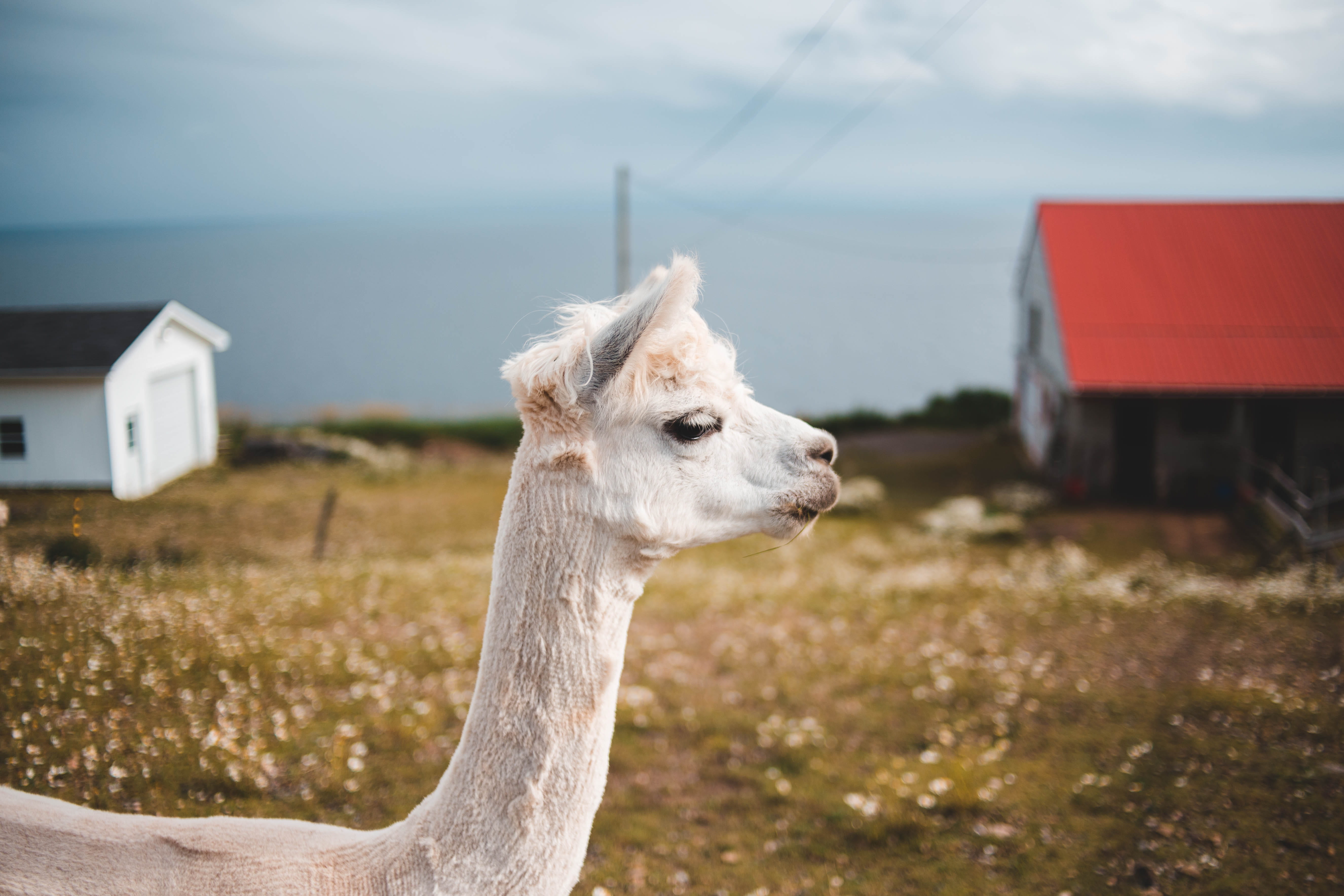 hut, focus on foreground, day, animal head, farm, rural, wildlife, giraffe, land, outdoors, field, wool, selective, animal themes, pets, architecture, domestic, HD Wallpaper
