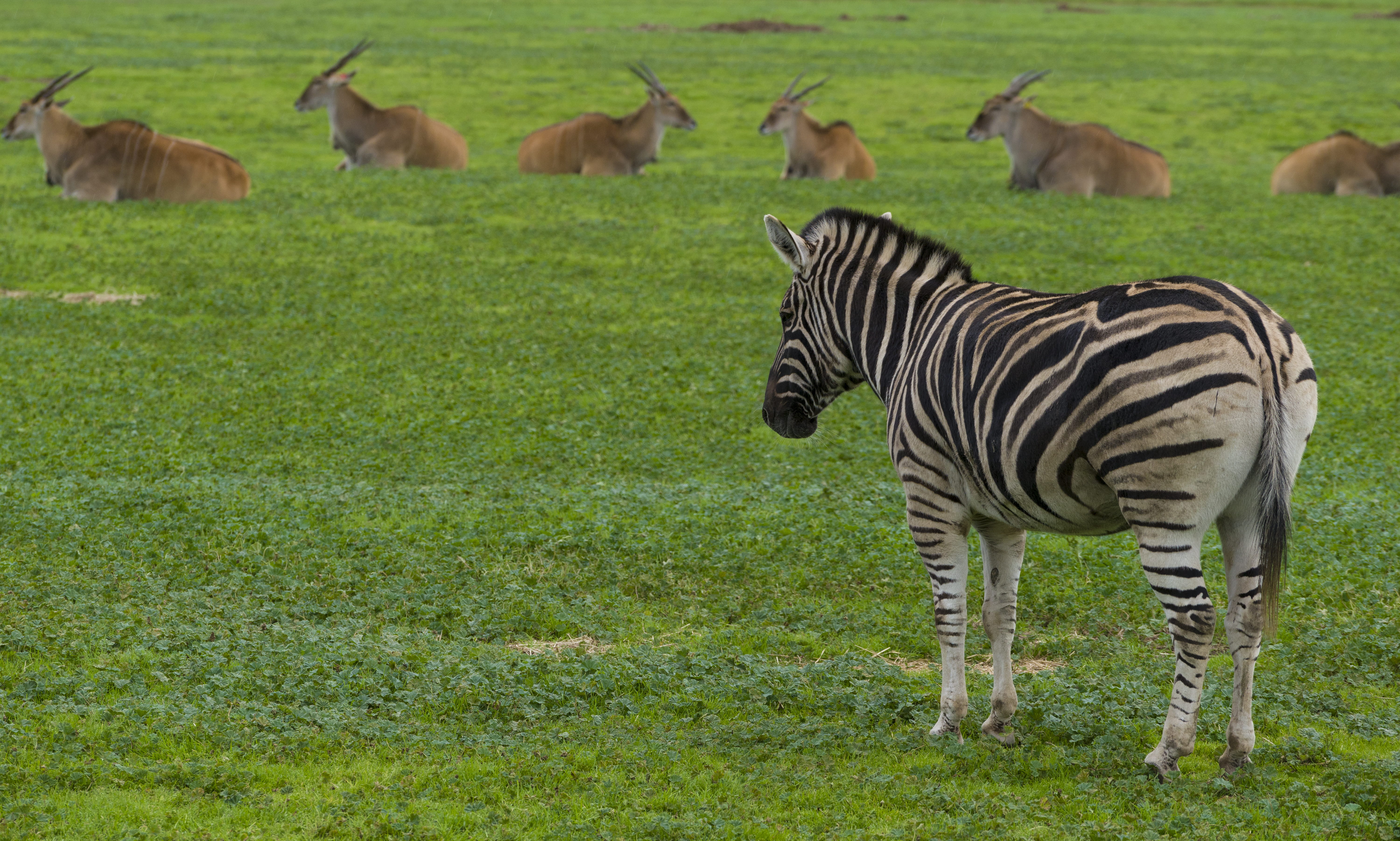 animal wildlife, safari, outdoors, cow, nature, rural, cattle, meadow, striped, Zoo, land, mammal, ranch, farm, animal themes, wildlife, herd, animal, antelope, HD Wallpaper