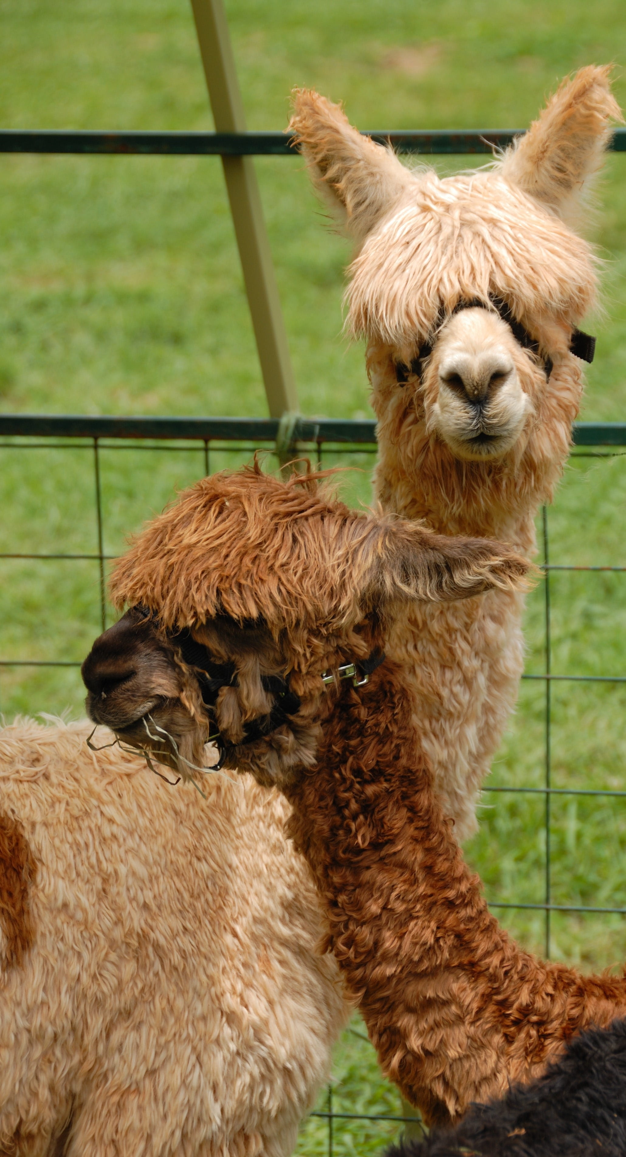 barrier, llama, funny, 2K, character, peruvian, baby, hair, domestic, face, fleece, Cute, field, herbivorous, fence, Lama, livestock, day, animal head, Phone HD Wallpaper