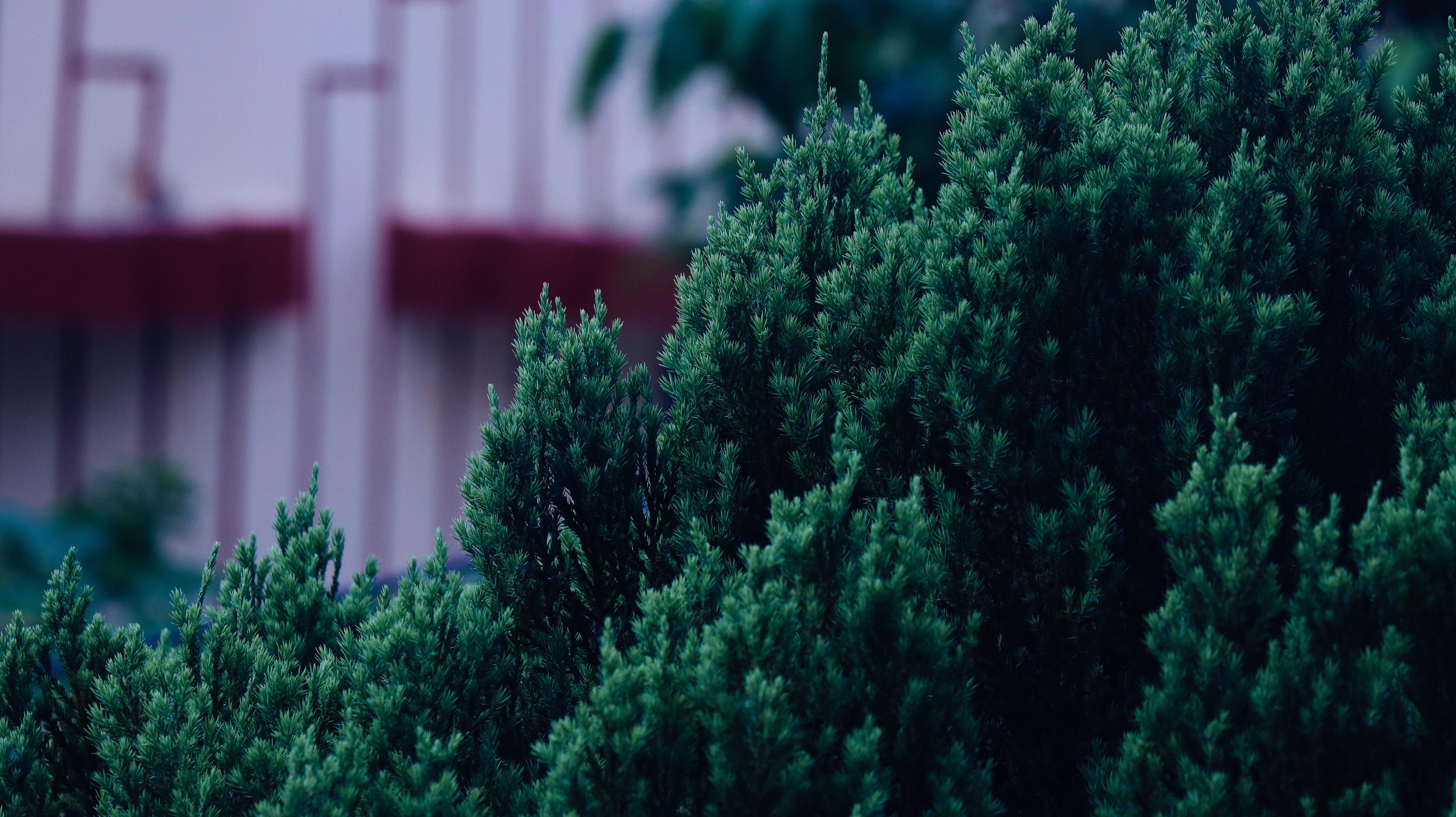 trees, no people, focus on foreground, scenics - nature, nature, plant, tranquility, evening, day, lush foliage, mountains, built structure, selective focus, HD Wallpaper