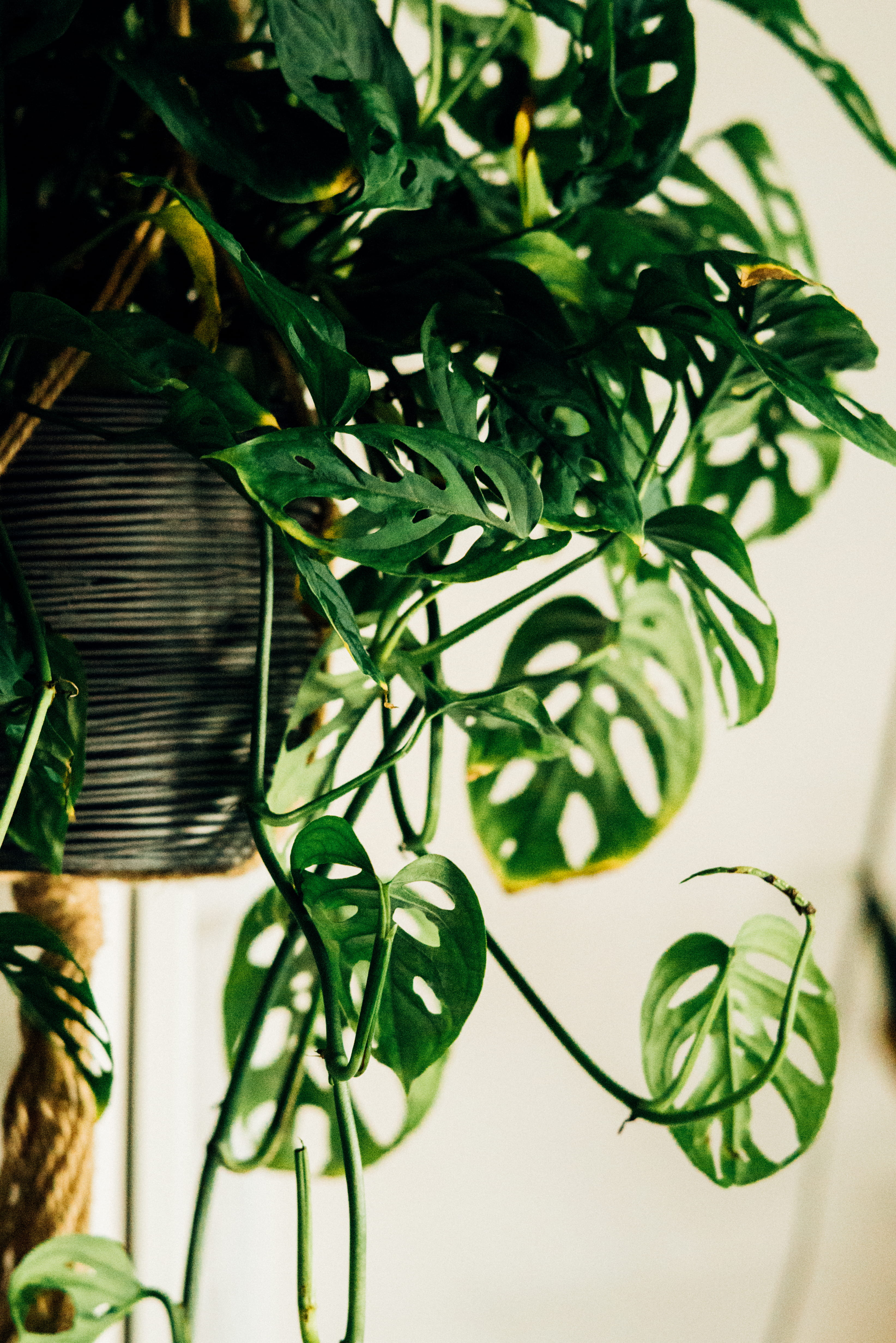 green color, macro, indoors, plant, shot, growth, potted plant, day, leaves, photography, decoration, basket, selective, focus, houseplant, table, nature, Phone HD Wallpaper