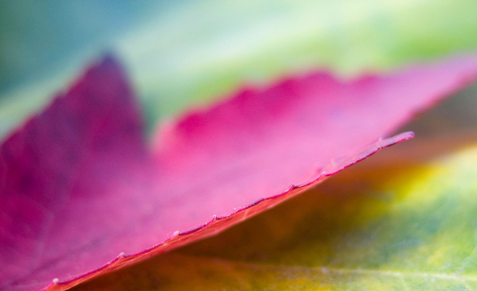 nature, maple, vulnerability, Leaf, Aero, beauty in nature, focus on foreground, purple, no people, backgrounds, freshness, plant, selective focus, growth, HD Wallpaper