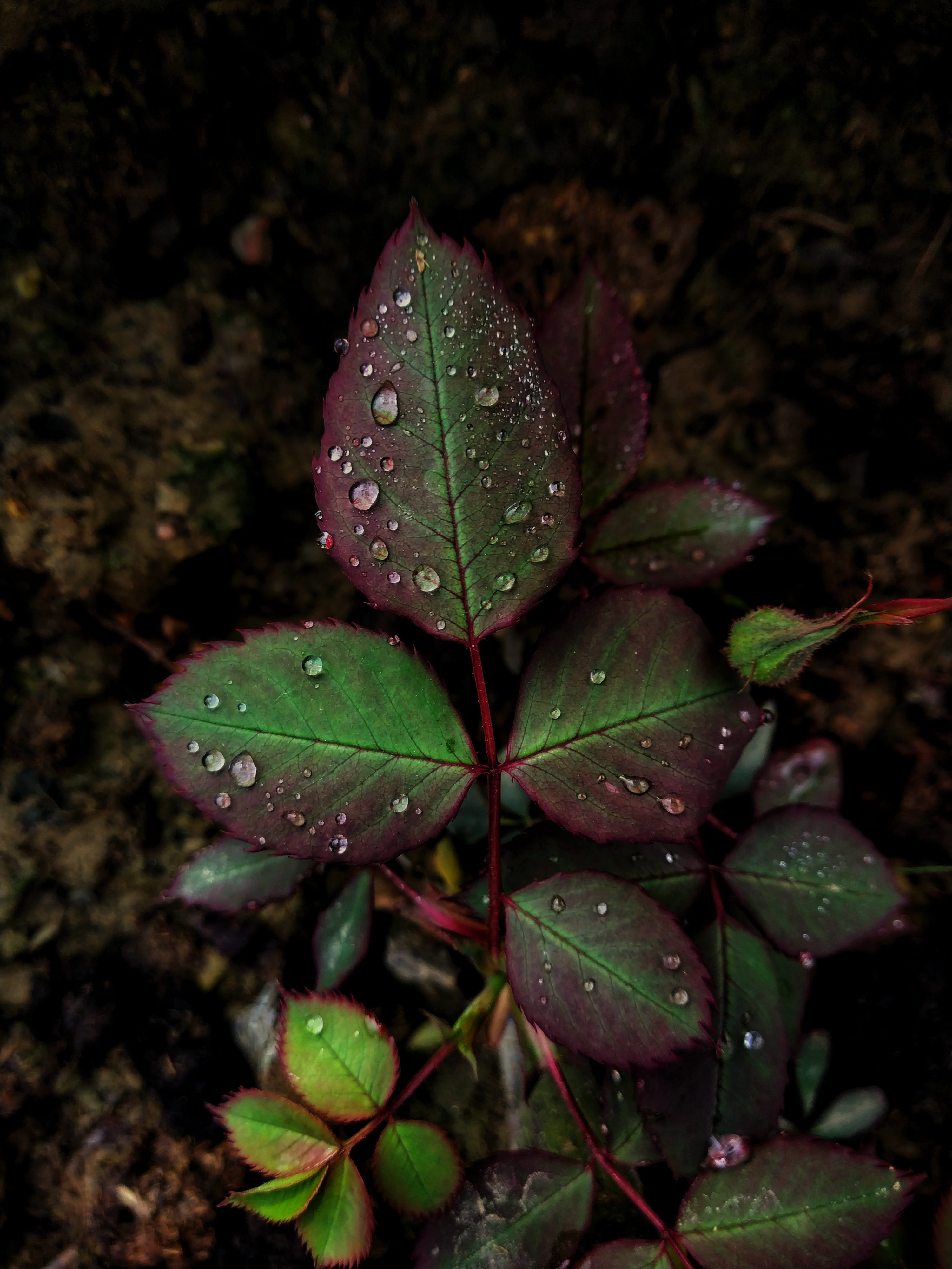 droplets, purity, 4K, wet, rainy season, nature, plant, water drops, raindrop, focus on foreground, black background, drop, Phone HD Wallpaper