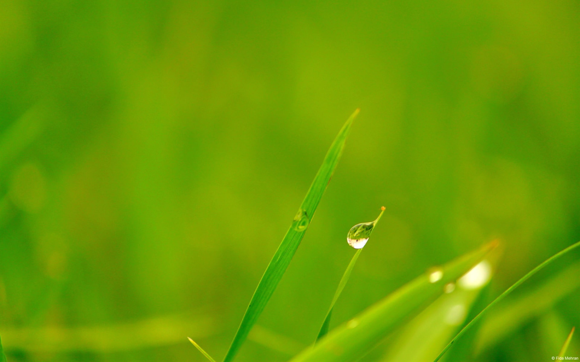 close-up, drop, growth, dew, dewdrops, raindrop, plant, 1080P, leaf, water, plant part, outdoors, wet, windows, desktop, blade of grass, freshness, purity, HD Wallpaper
