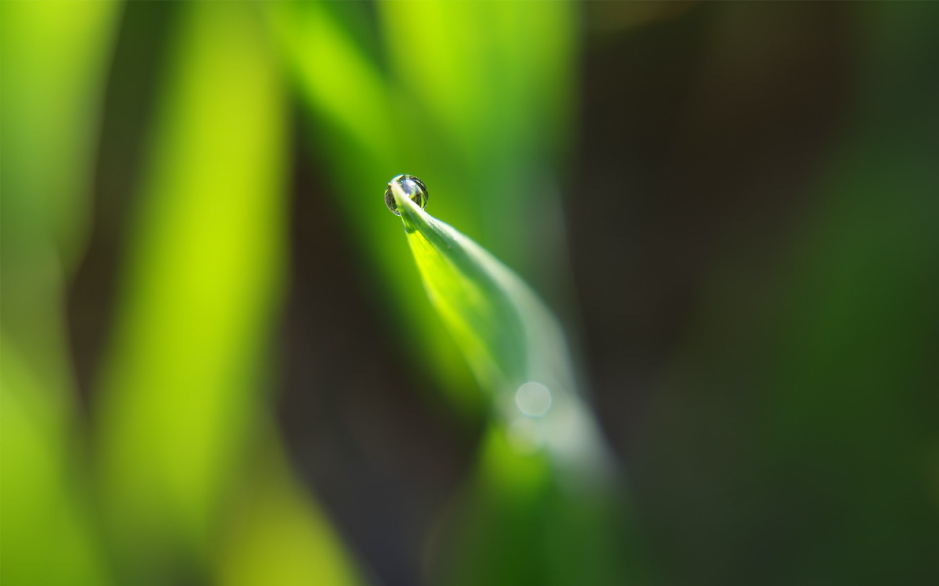 dewdrop, leaf, 1080P, HD Wallpaper