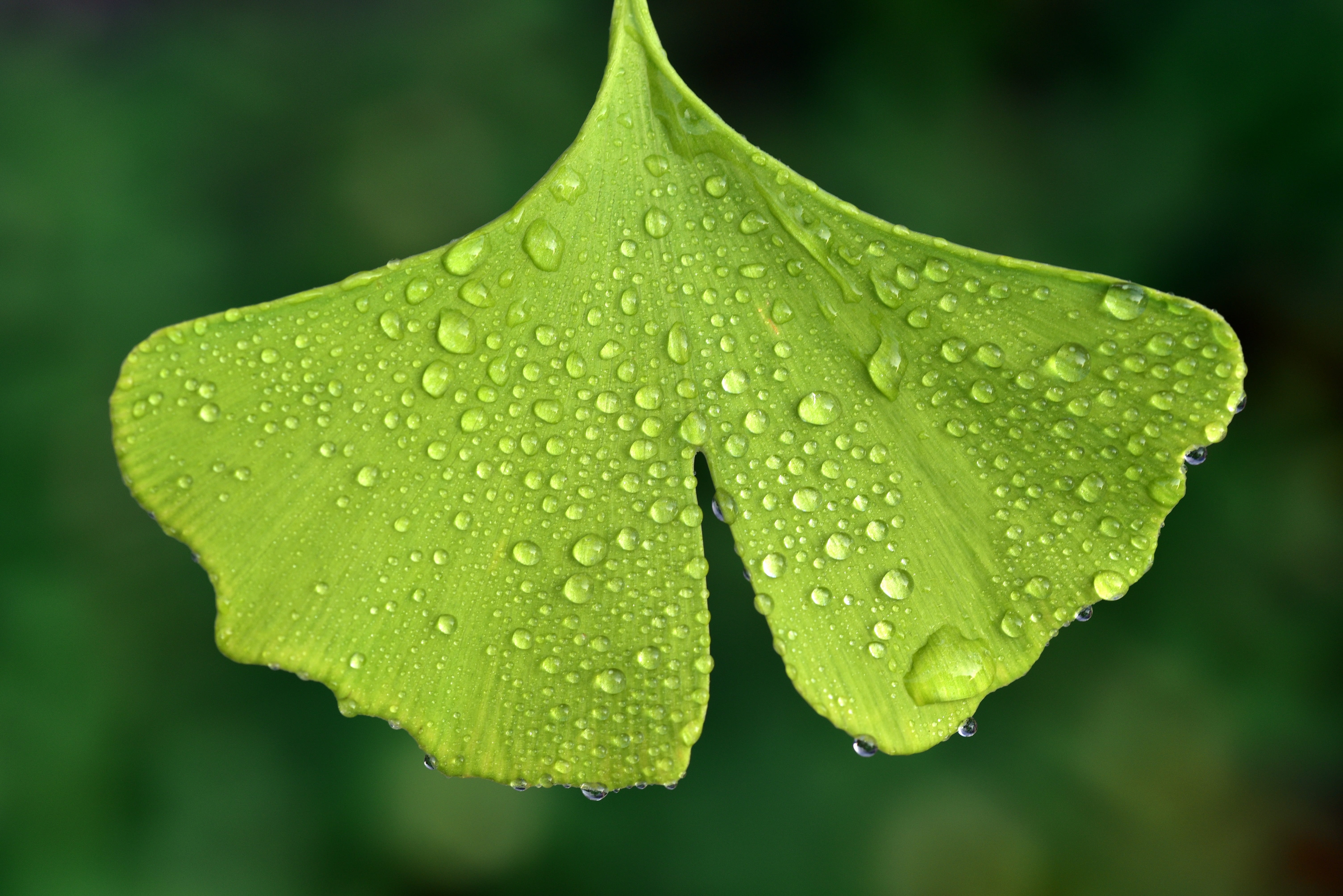 drop, close up, dew, no people, 5K, raindrop, force, nature, flower, wet, moist, freshness, plant part, macro, ginkgo leaf, focus on foreground, green, HD Wallpaper
