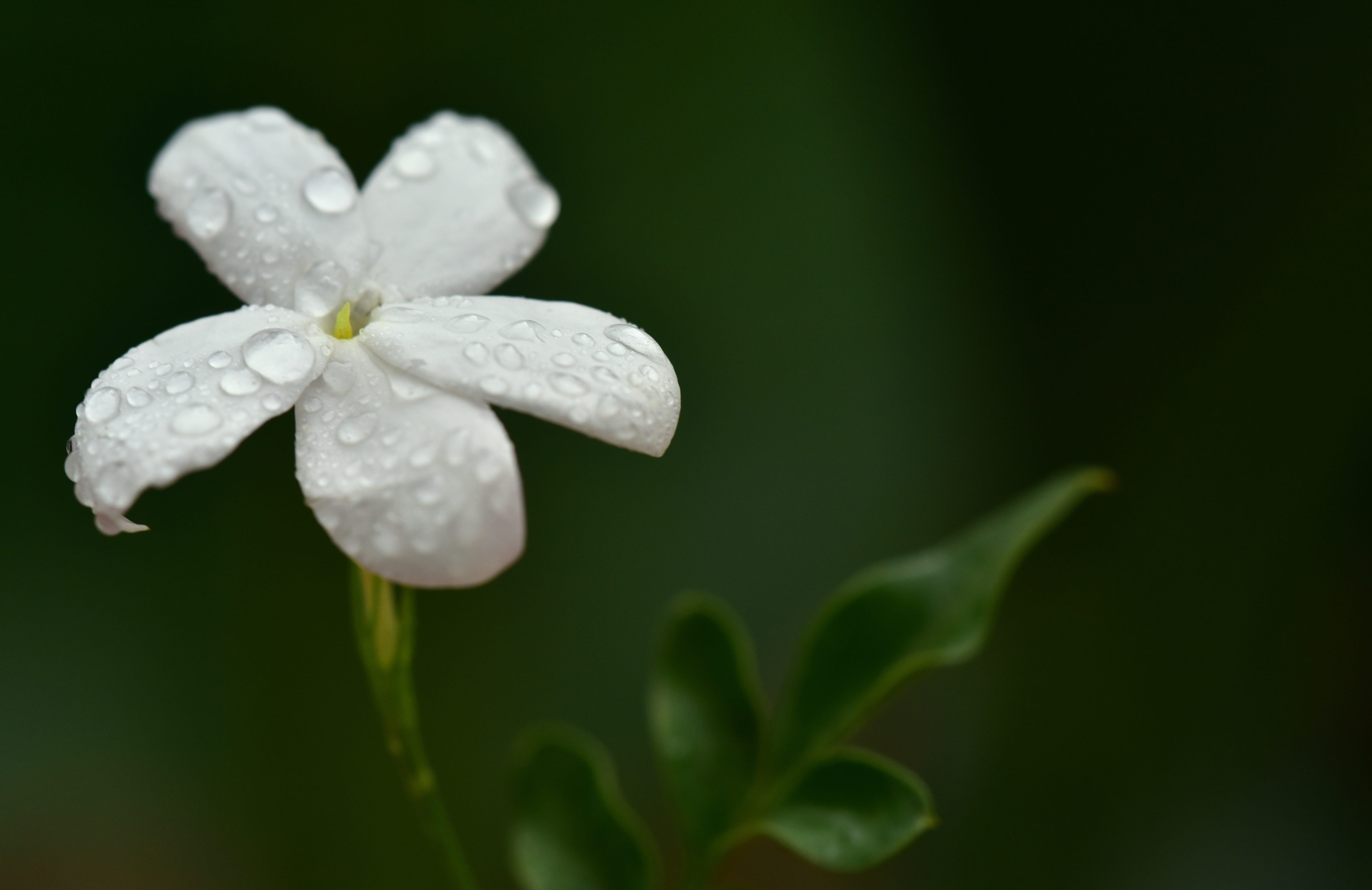 purity, freshness, focus on foreground, outdoors, beauty in nature, fragility, fragrance, drop, dew, raindrop, jasmine flower, rain, dewdrop, vulnerability, HD Wallpaper