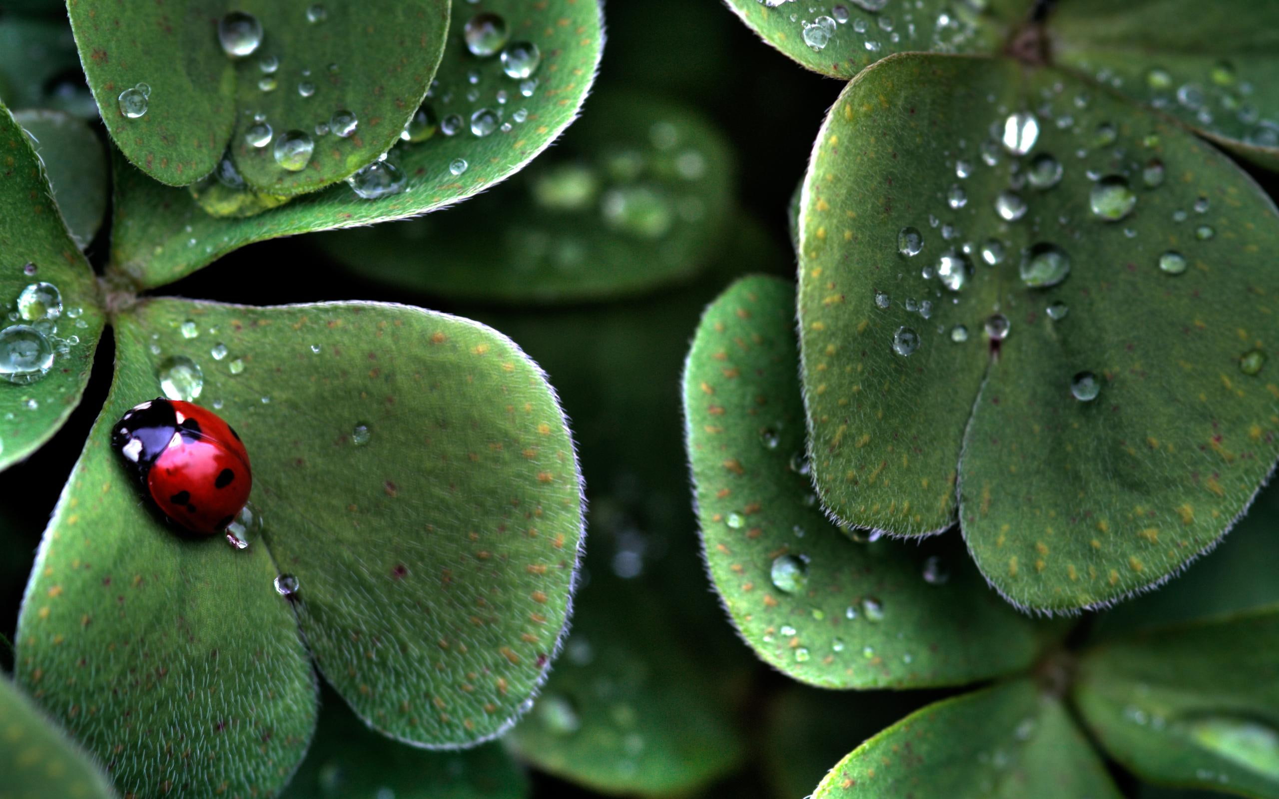 animals, dewdrops, ladybug, nature, 2K, HD Wallpaper