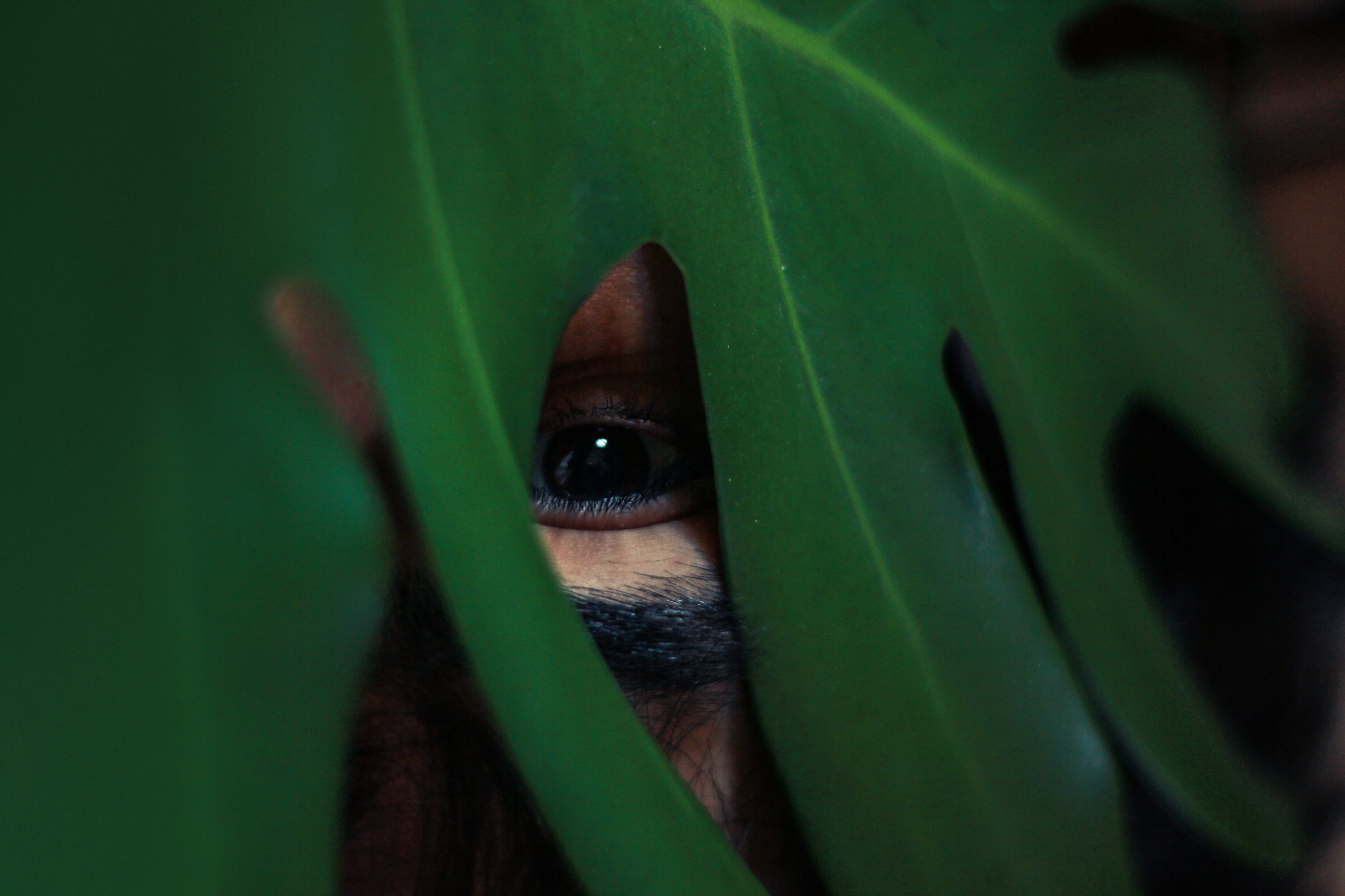 plant, spooky, hide, peeking, covered, headshot, eye, one person, face, close-up, leaf, looking at camera, animal eye, person, green color, portrait, one animal, HD Wallpaper